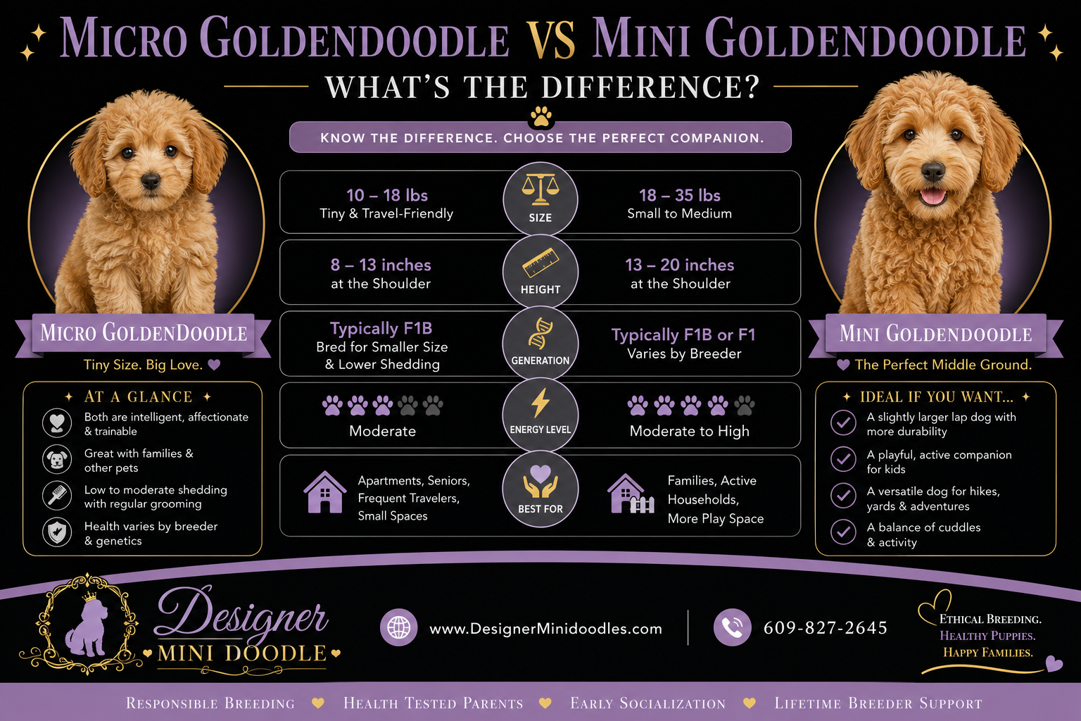 Micro Goldendoodle puppies for sale in Houston