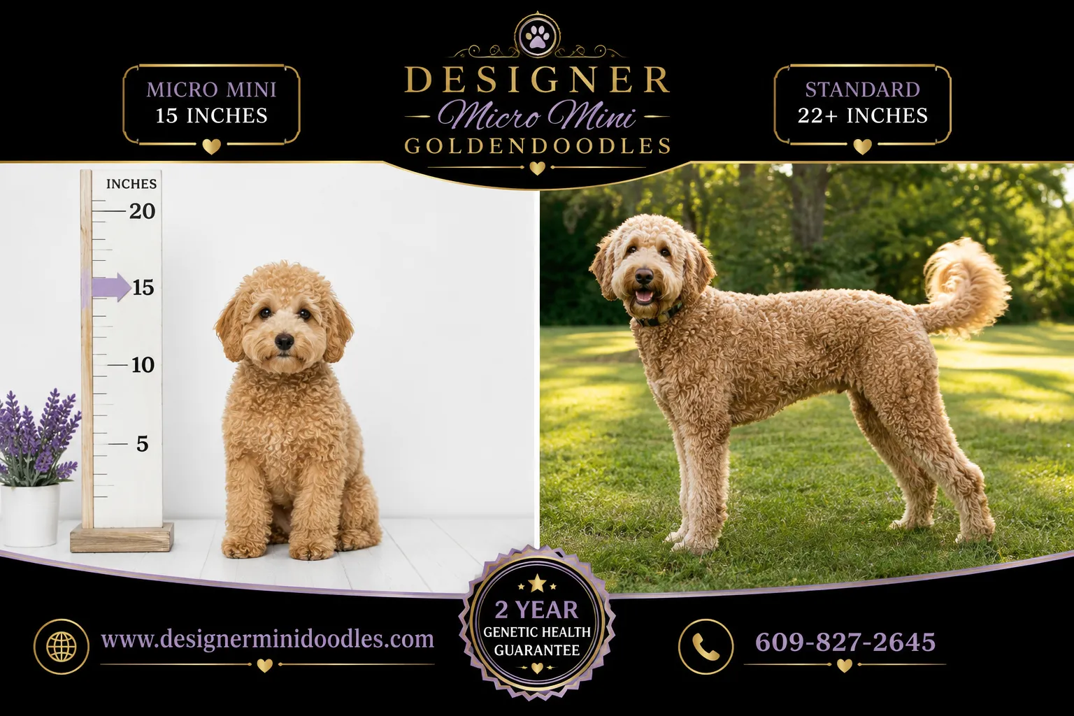 mini goldendoodle highland park