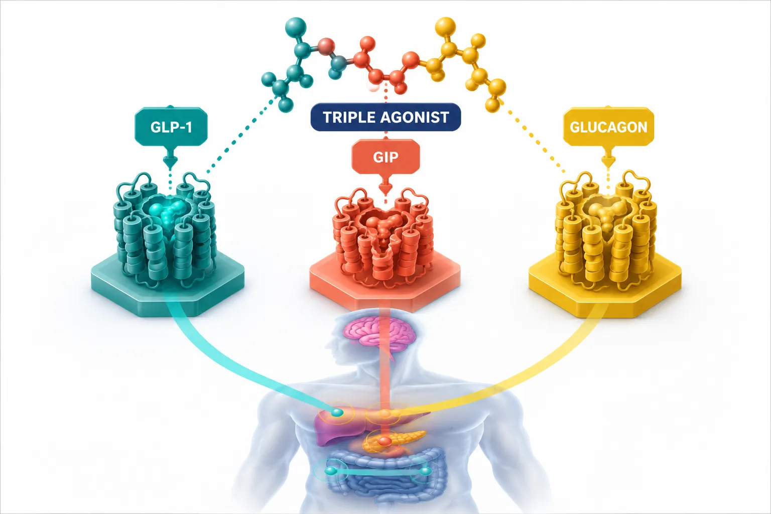 Isometric scientific illustration in bright daylight palette showing a triple-receptor agonist molecule binding to three