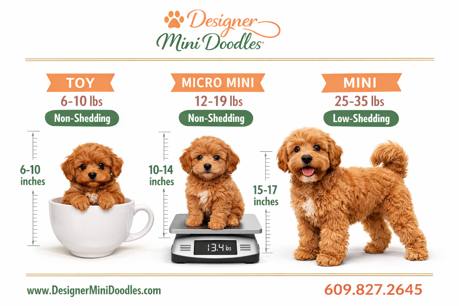 Mini goldendoodle breeders Georgia