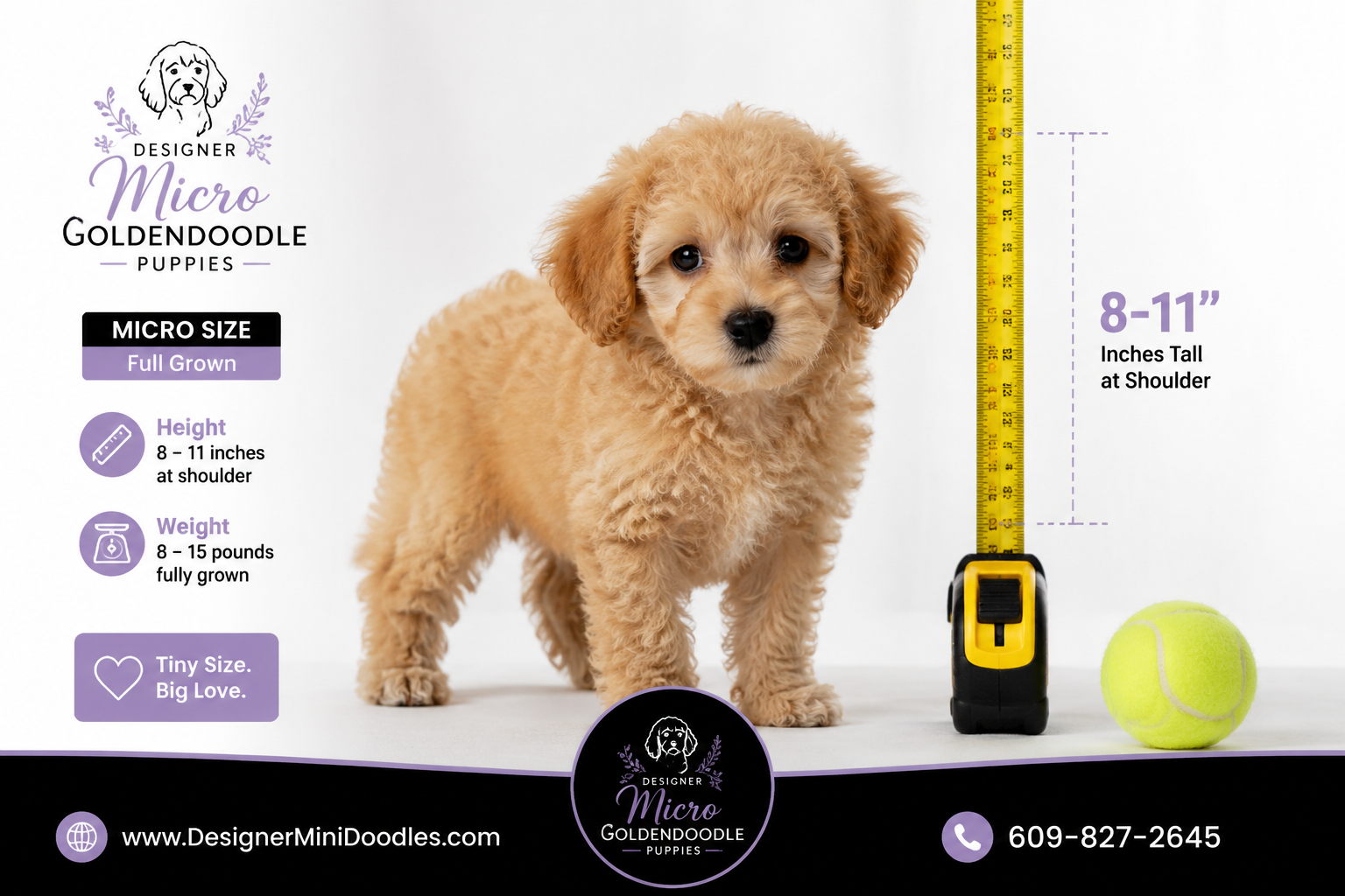 micro goldendoodle breeders Venice