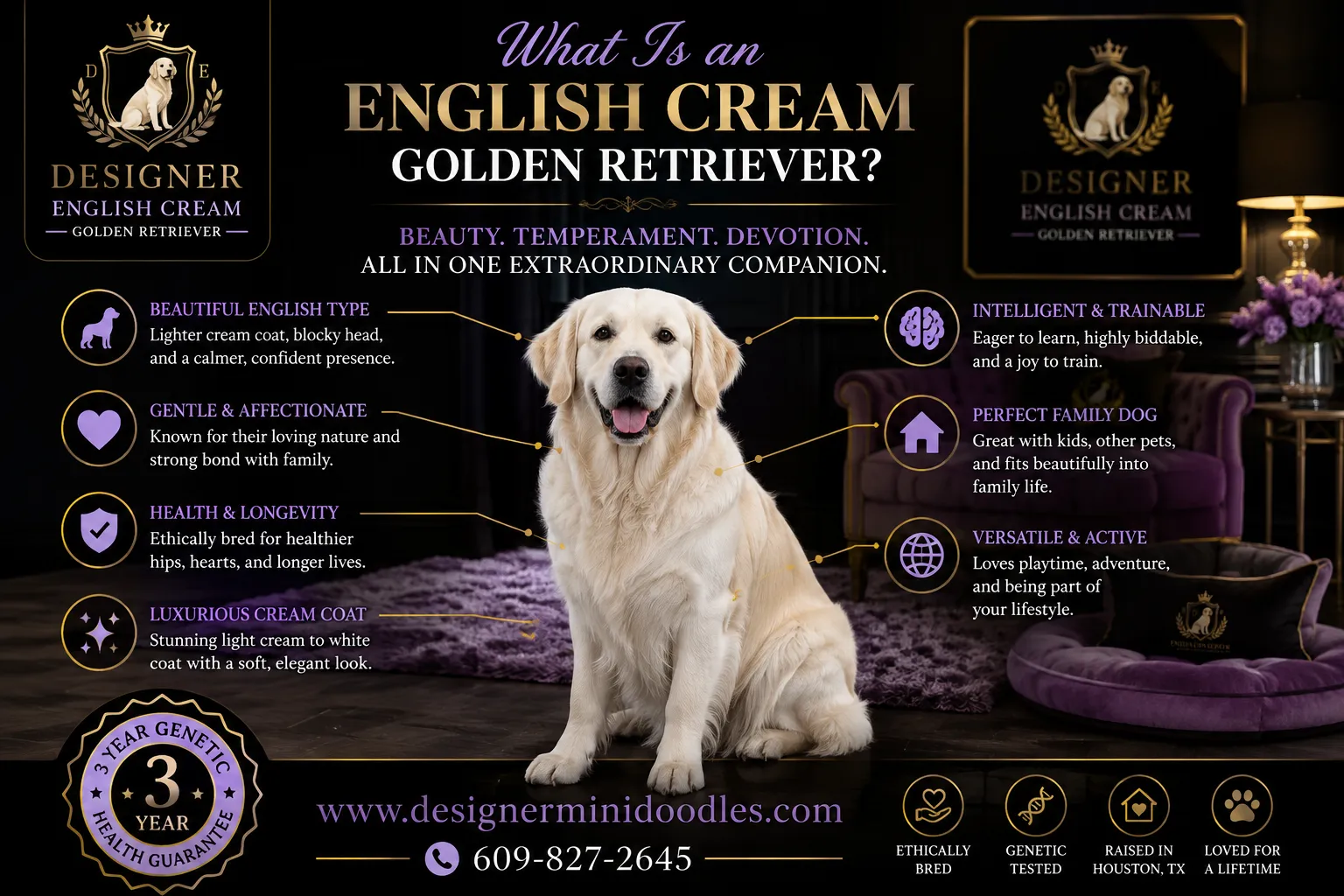 english cream golden retrievers Houston