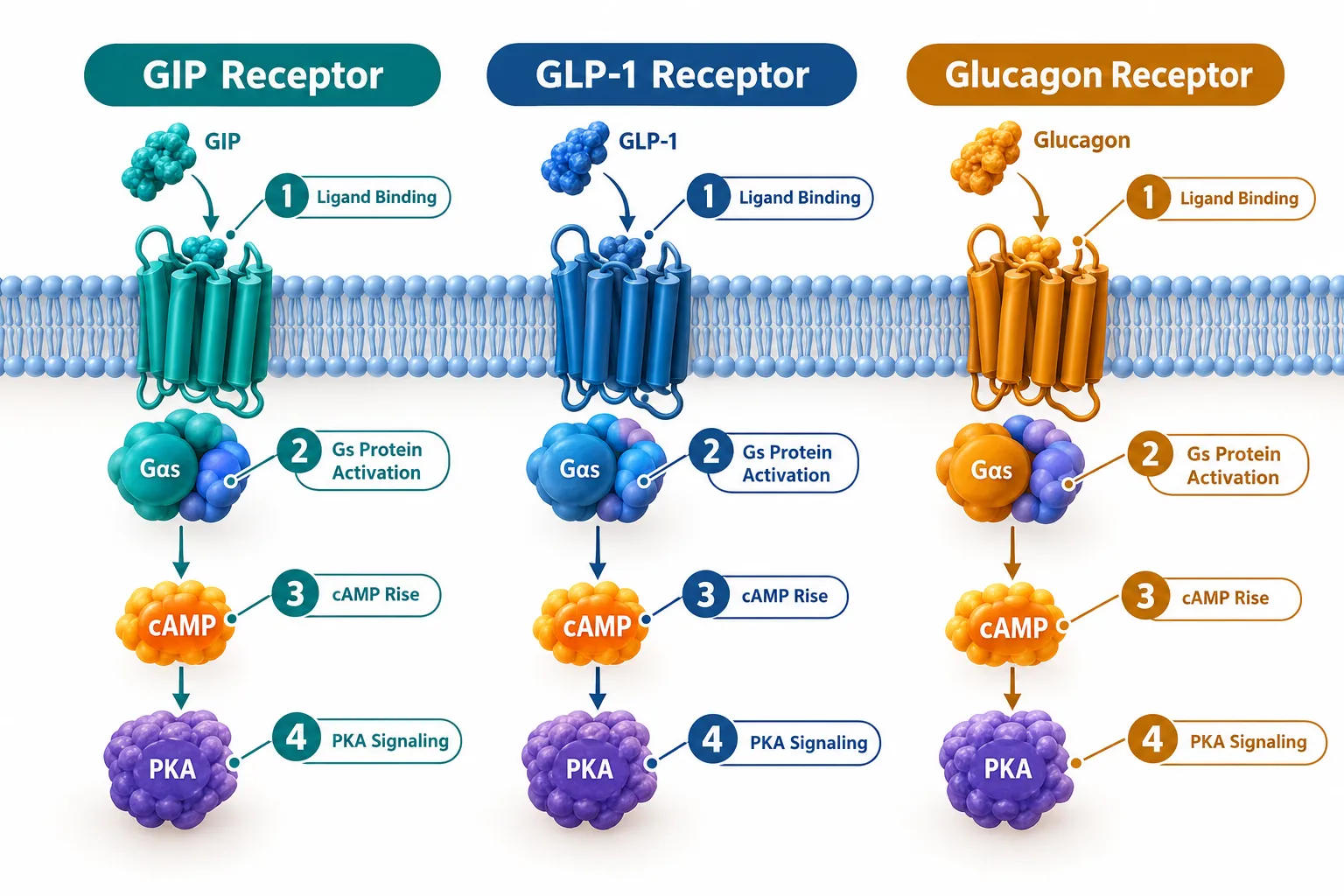 The Shared Signaling Foundation: Gs-cAMP-PKA Across All Three Receptors