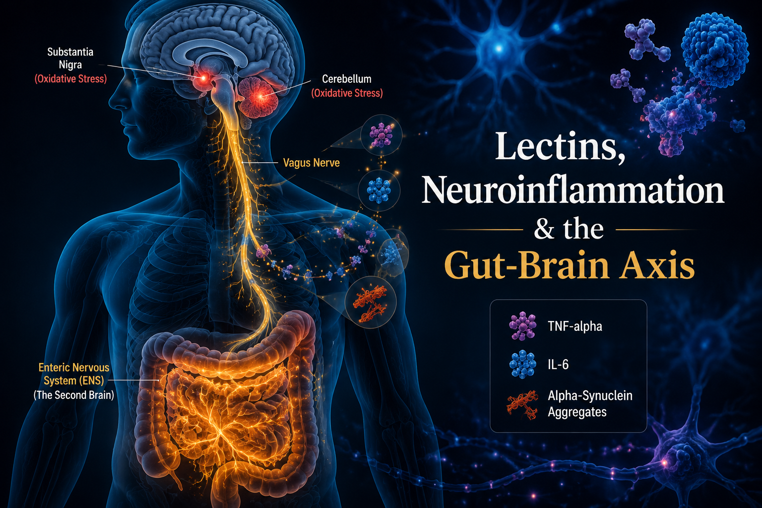 Detailed () showing a human body silhouette with transparent torso revealing gut-brain axis pathway: enteric nervous system