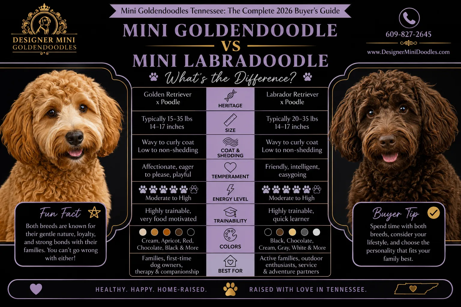 Are Mini Goldendoodles Not Good for Families with Kids? (Common Misconception)
