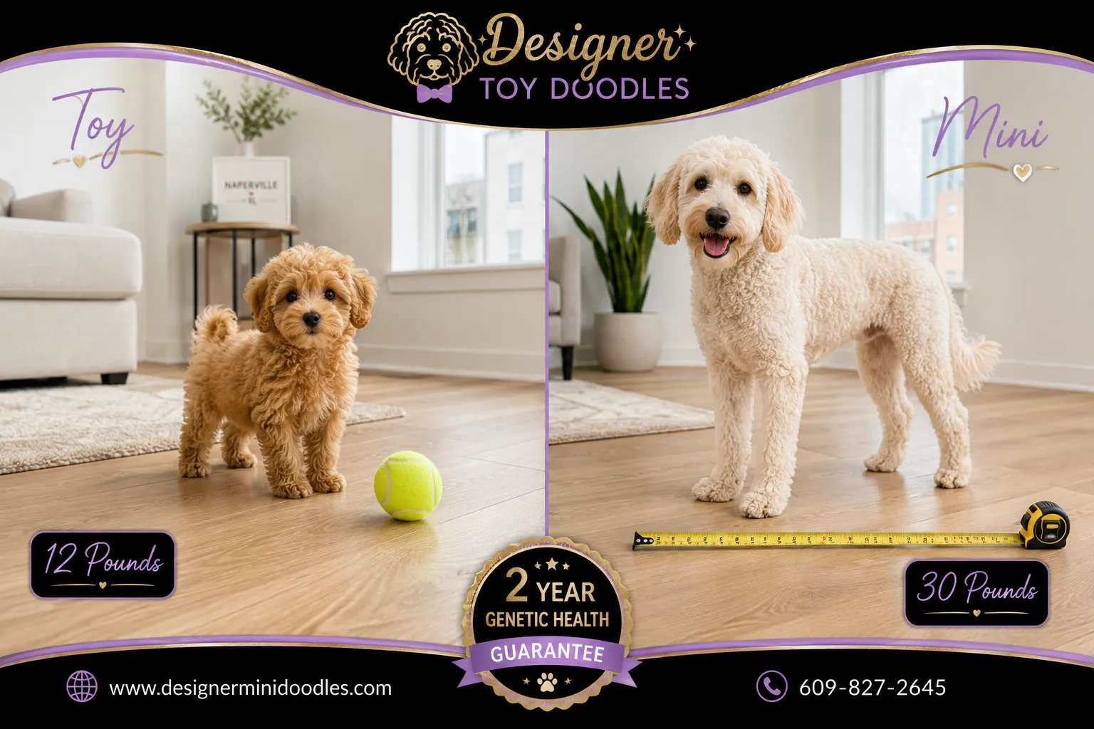 toy goldendoodle Naperville Illinois