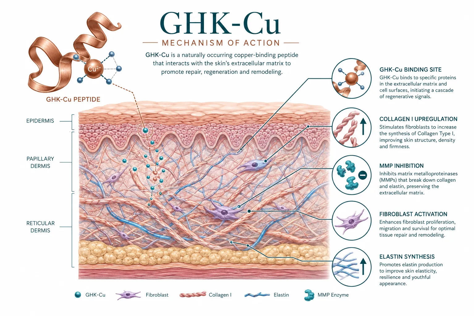 GHK-Cu: The Anchor of Collagen Peptide Research