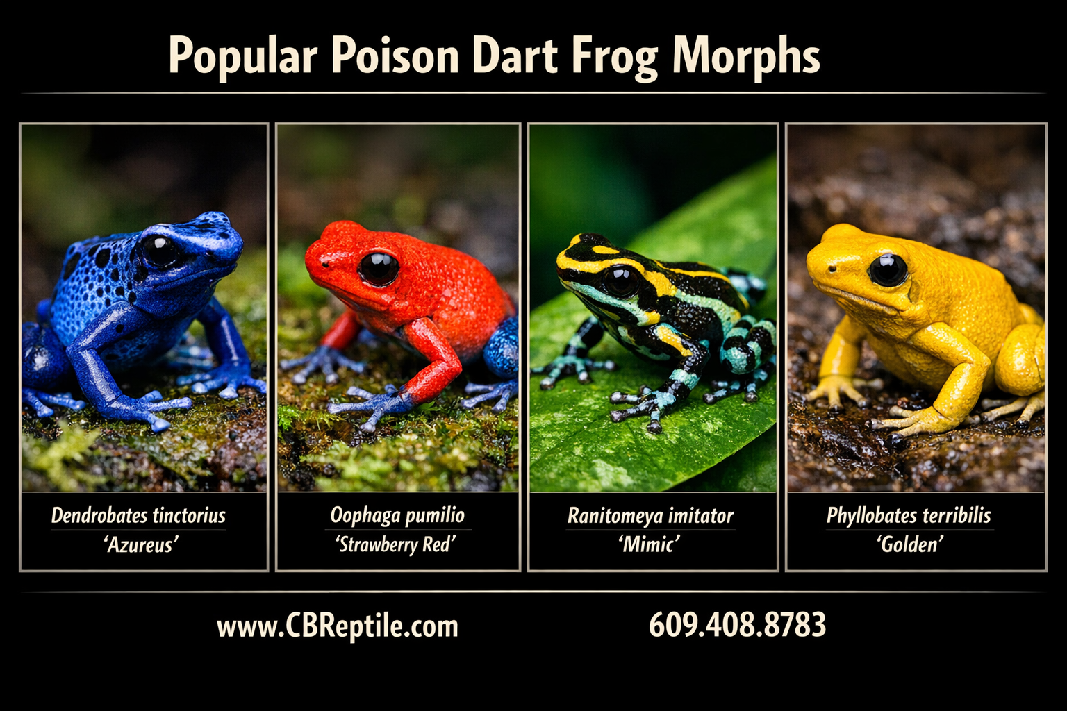 poison dart frog morphs
