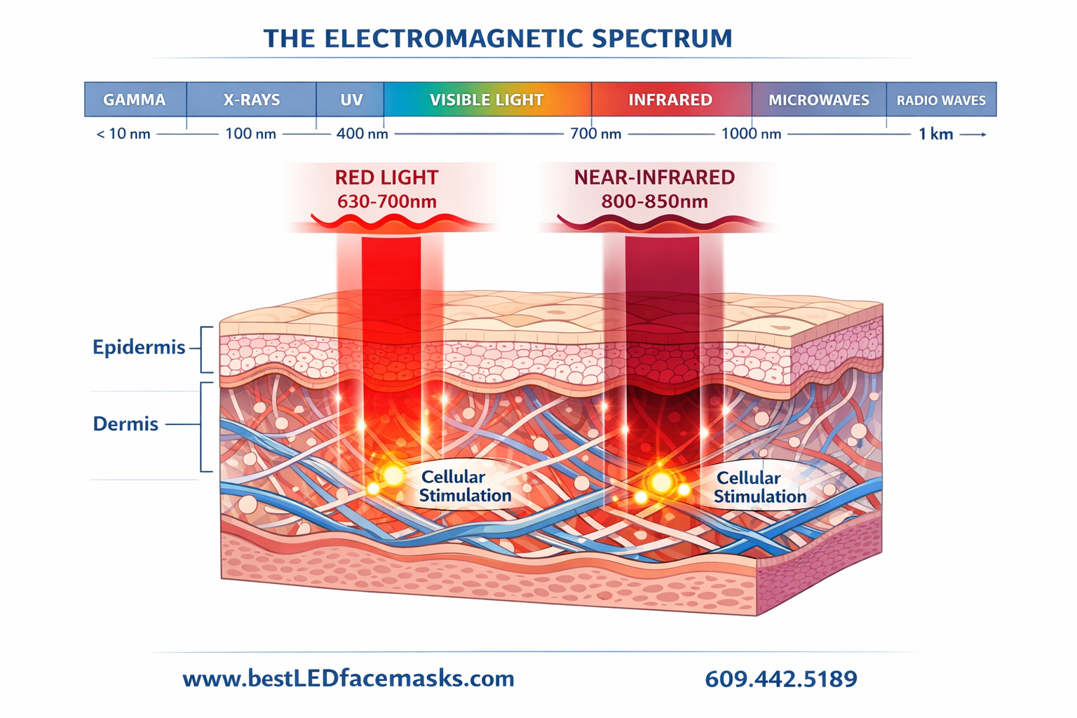 () editorial illustration showing the electromagnetic spectrum with red light (630-700nm) and near-infrared (800-850nm)