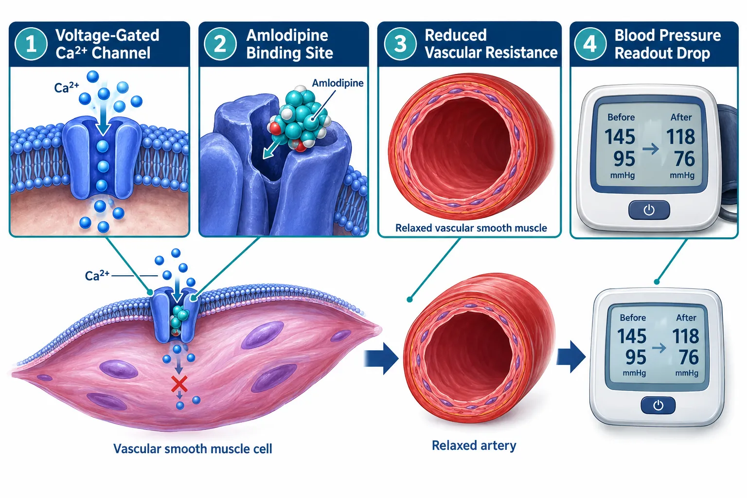 How Amlodipine Changes Vascular Tone and Blood-Pressure Baselines