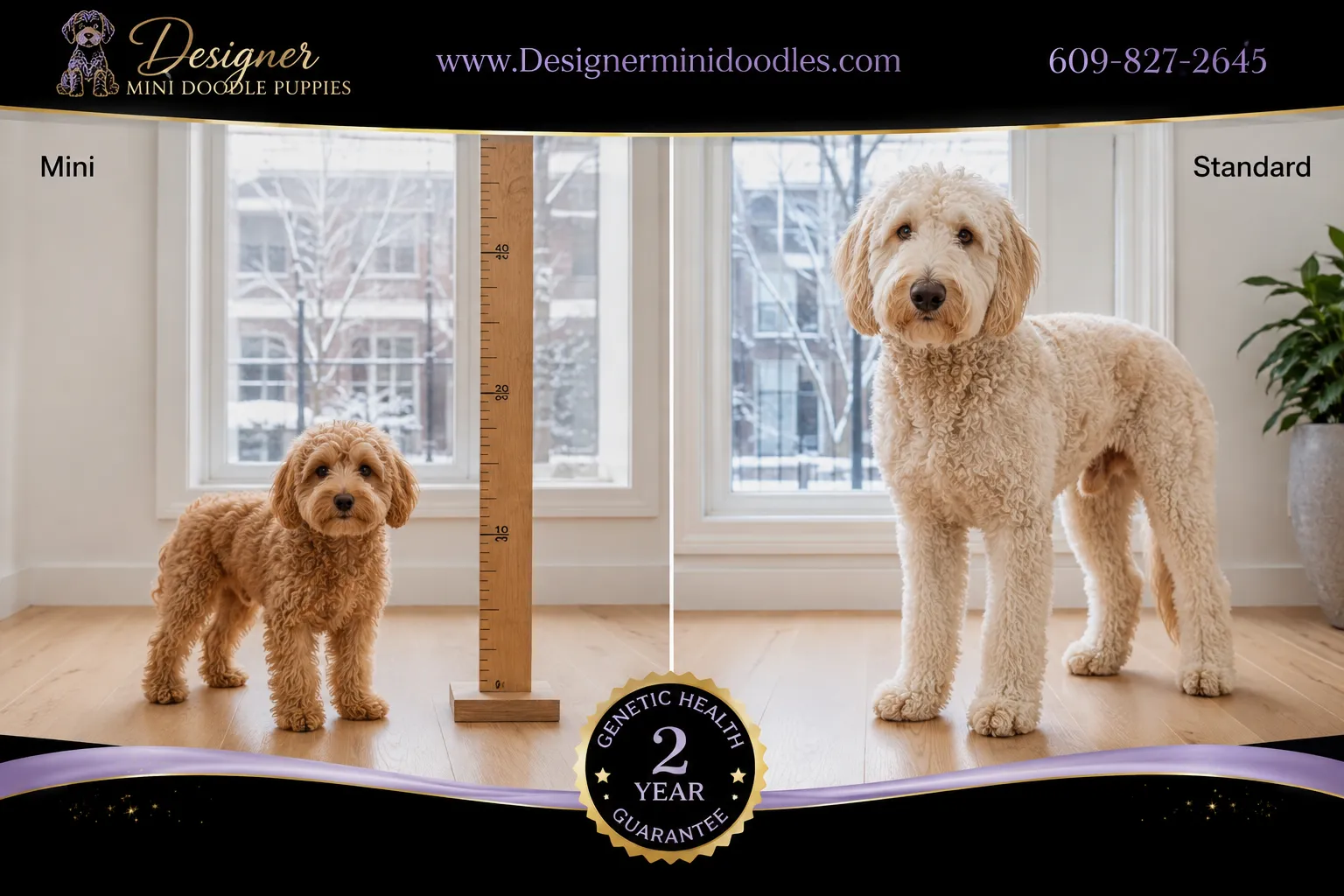 mini golden doodle puppies Minneapolis
