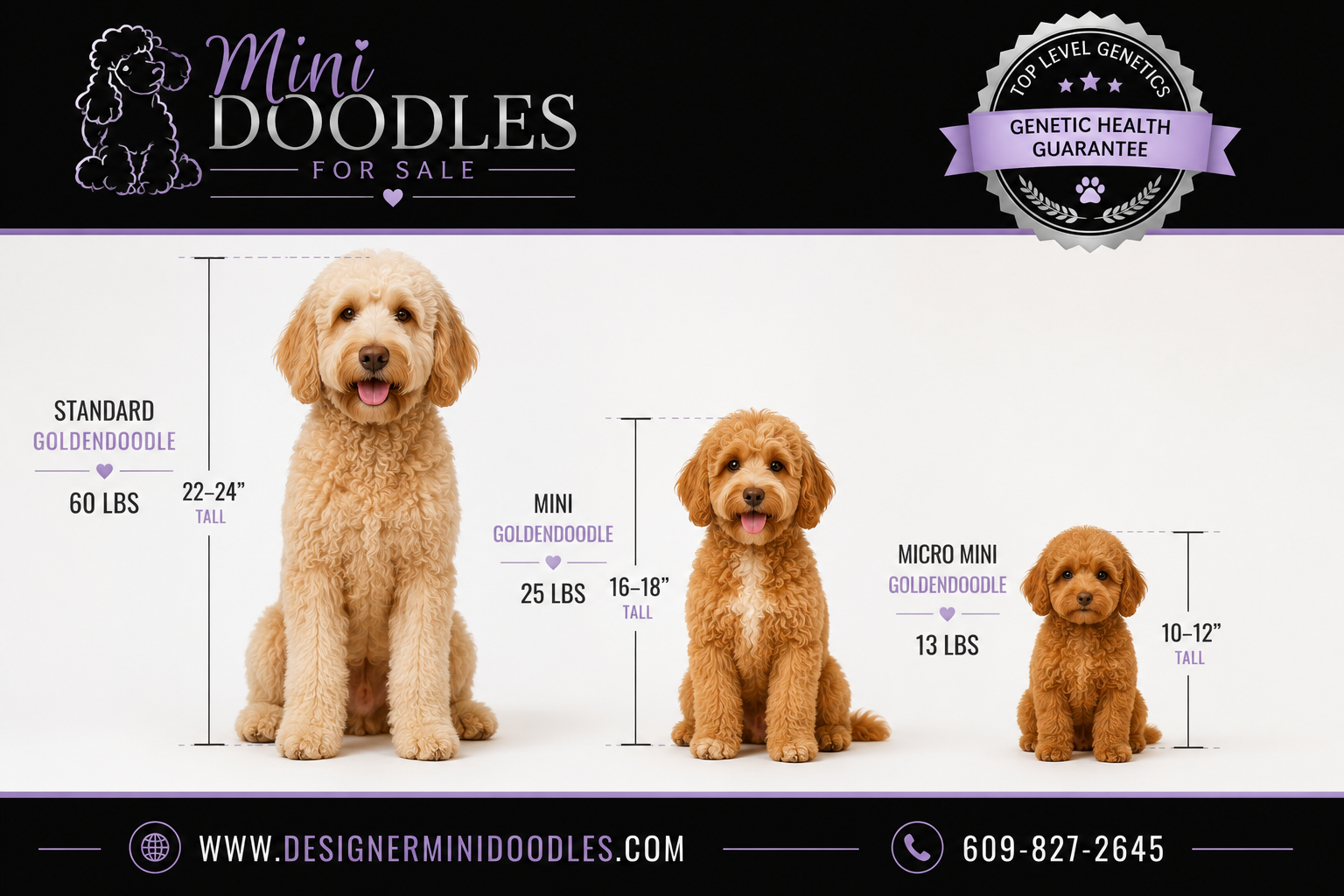 Mini Doodle vs Goldendoodle Size Difference