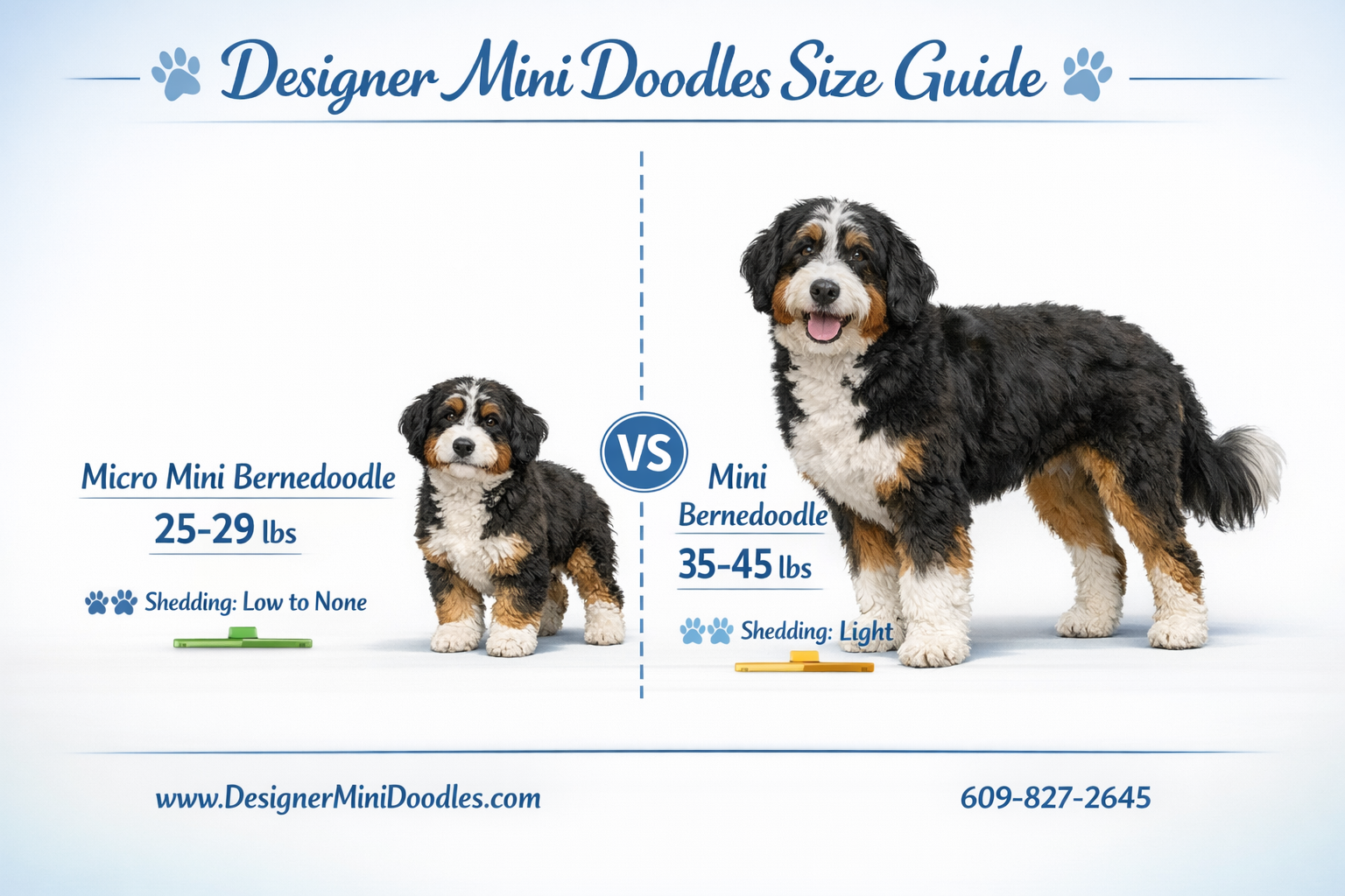 Detailed () image showing a side-by-side size comparison chart of miniature bernedoodle puppies: micro mini bernedoodle