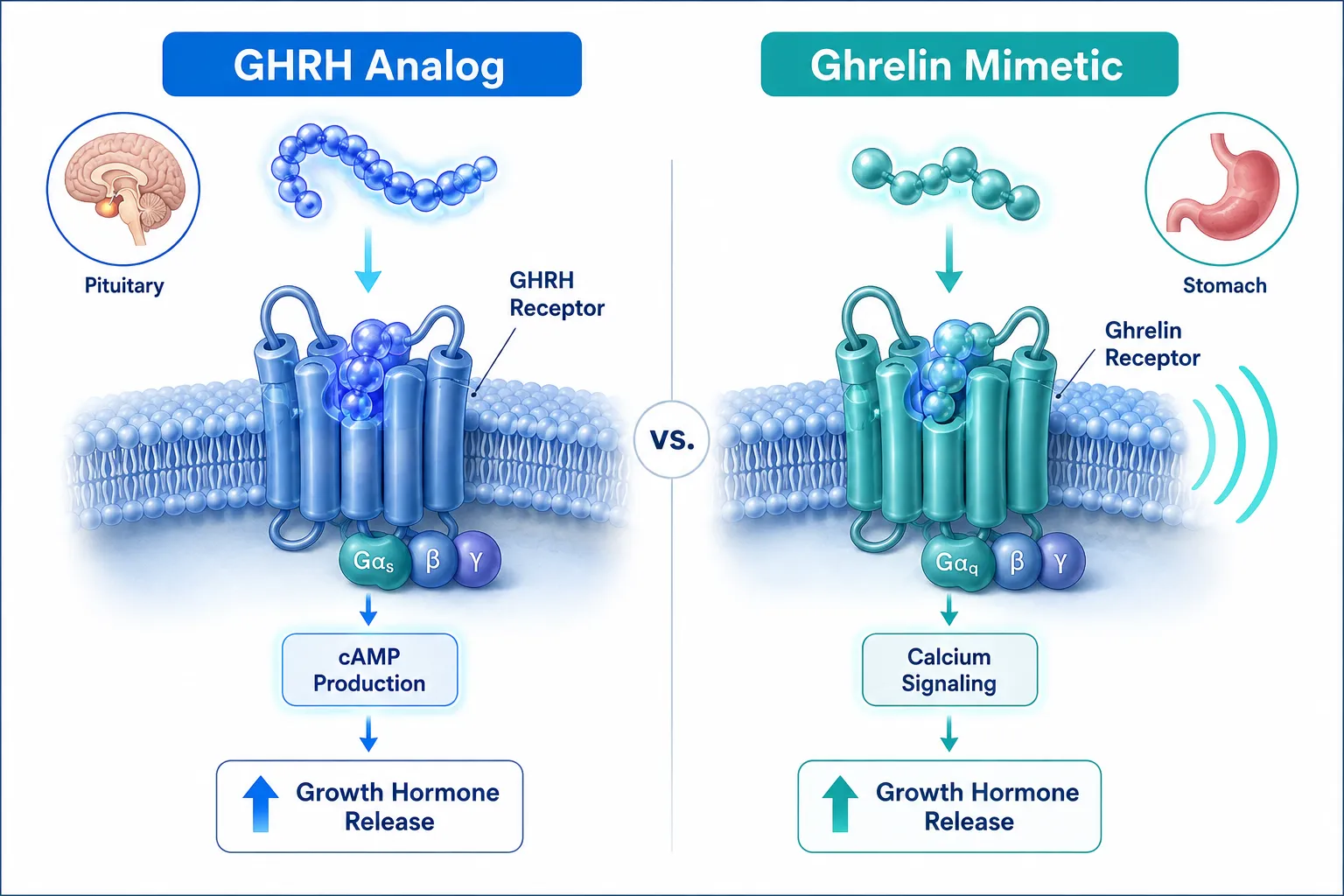 Labeled isometric illustration in bright clinical white and blue tones: two distinct molecular pathway diagrams side by side