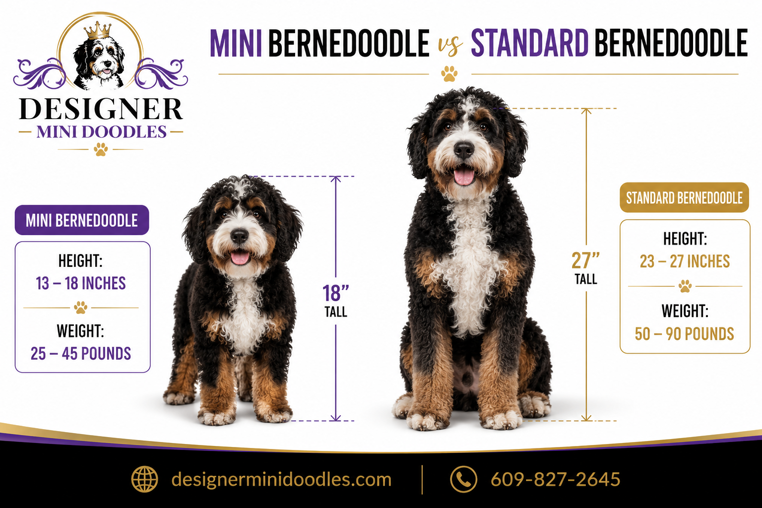 Mini Bernedoodle vs. Standard Bernedoodle: Key Differences