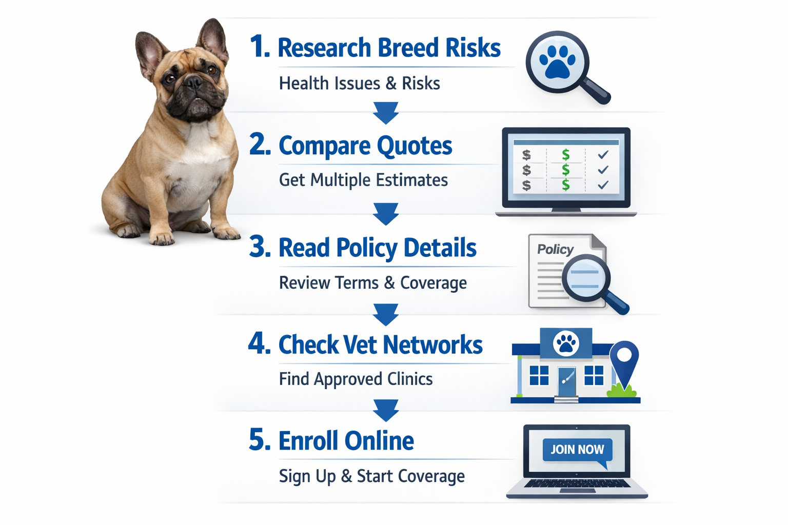 Portrait format (1024x1536) step-by-step visual guide for choosing French Bulldog insurance, featuring numbered steps 1-5 with icons: resear
