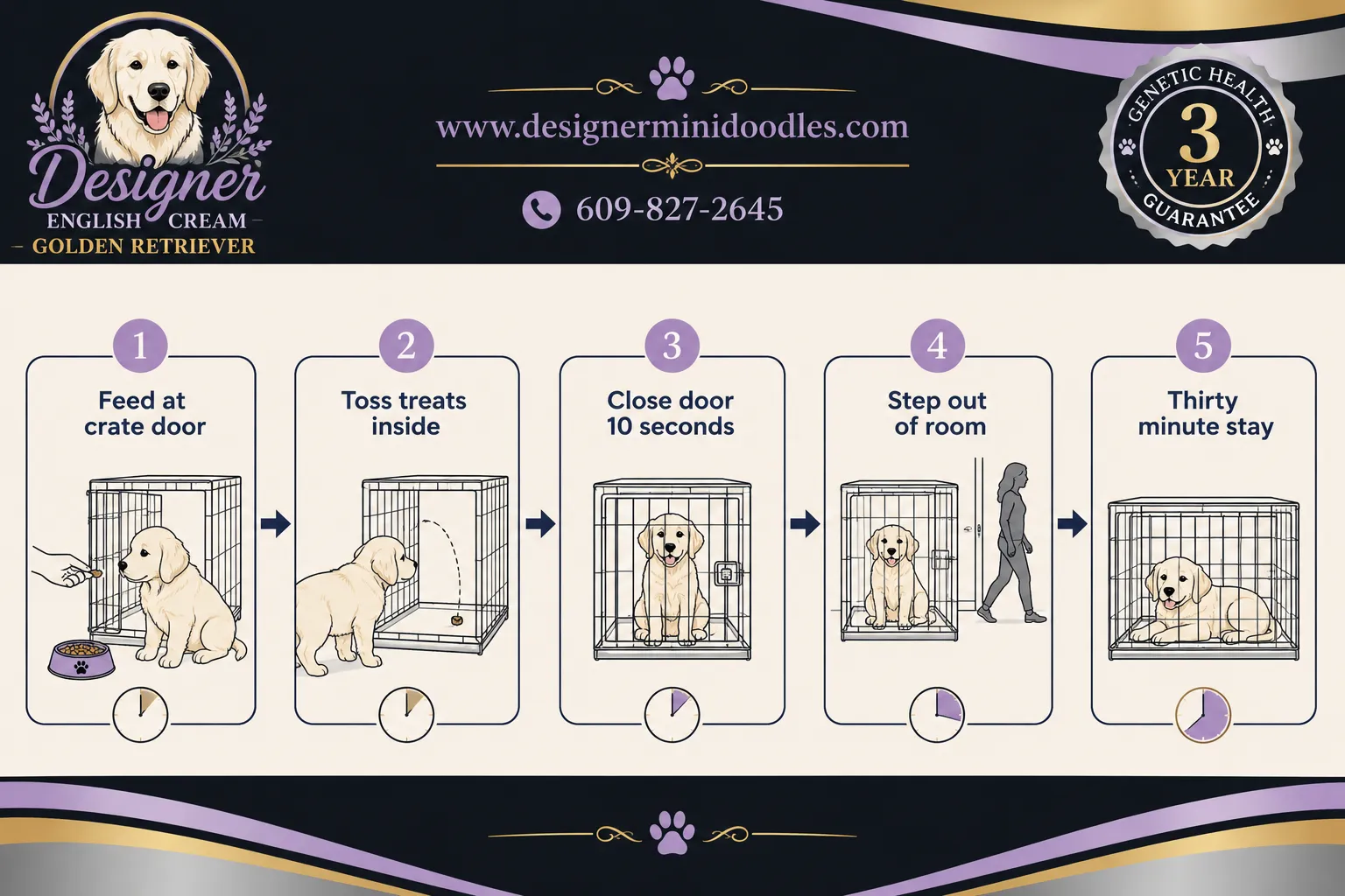 english cream golden retriever crate training