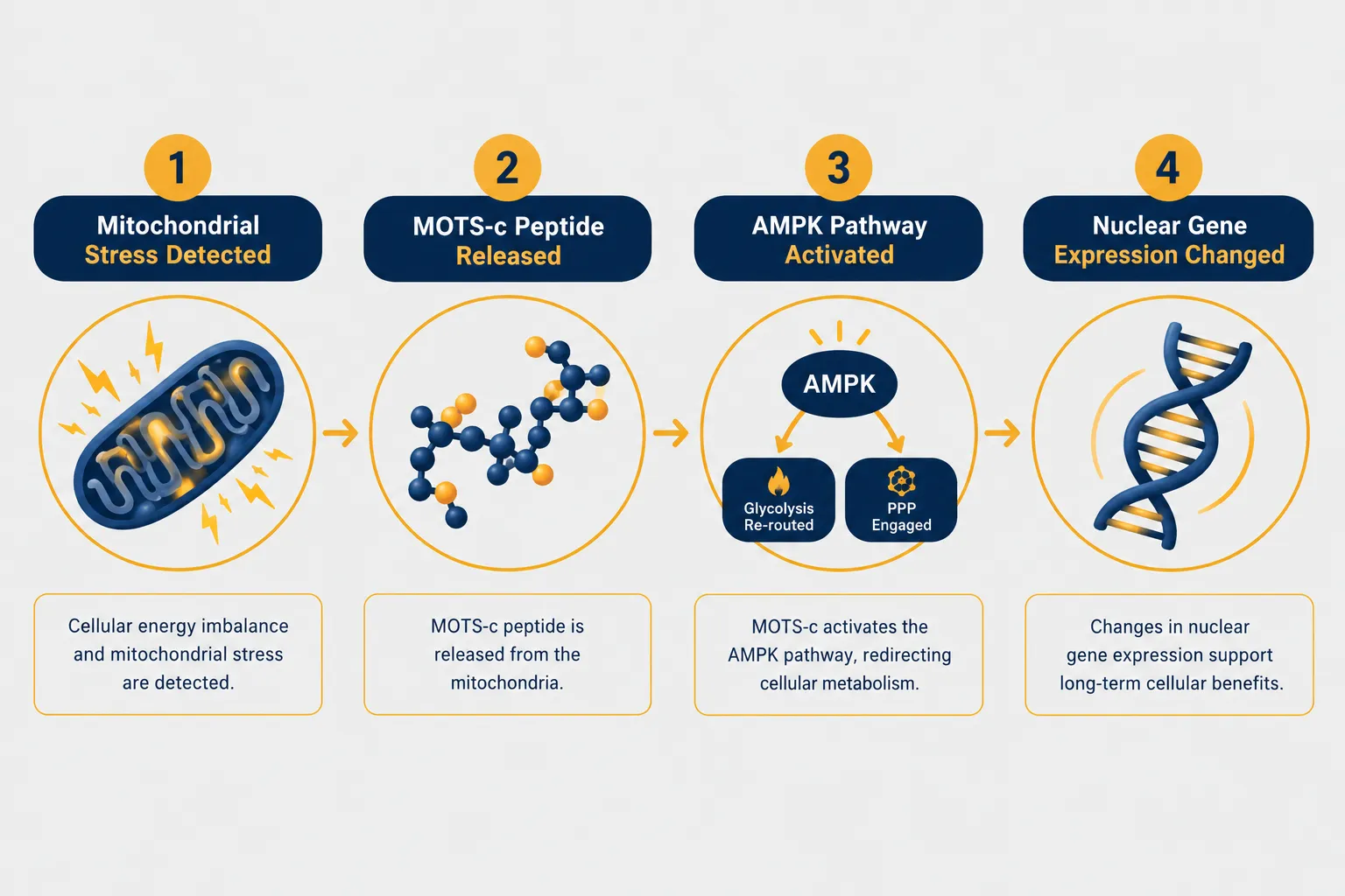 What MOTS-c Is and Why It Matters for Cellular Energy