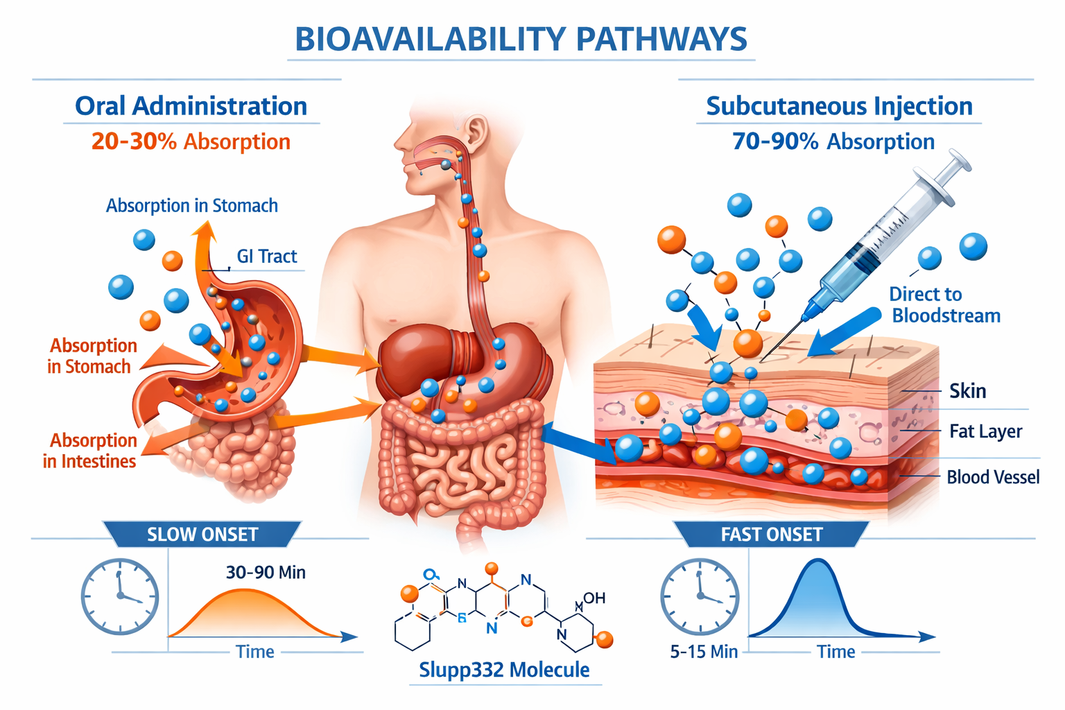 Detailed landscape infographic (1536x1024) comparing bioavailability pathways with split anatomical illustration showing digestive system on