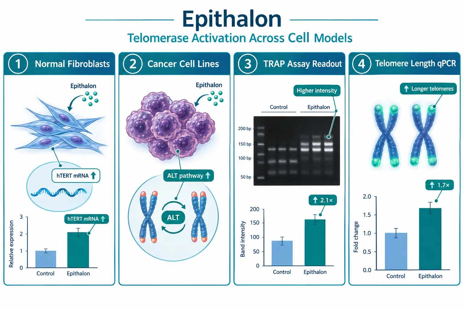 Why Assay Choice Defines What Epithalon Research Can Conclude