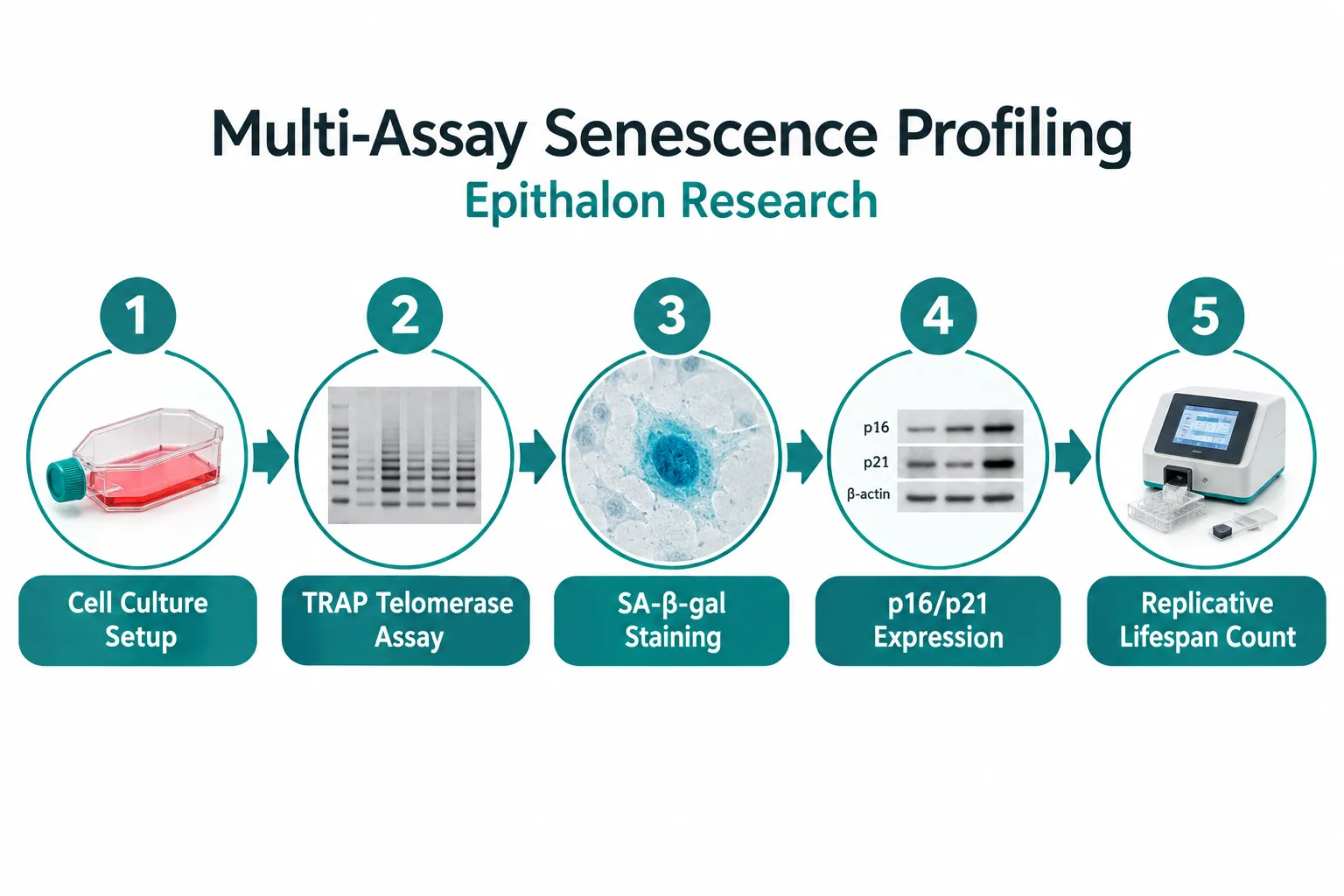Senescence Markers and the Gap That Most Studies Leave Open