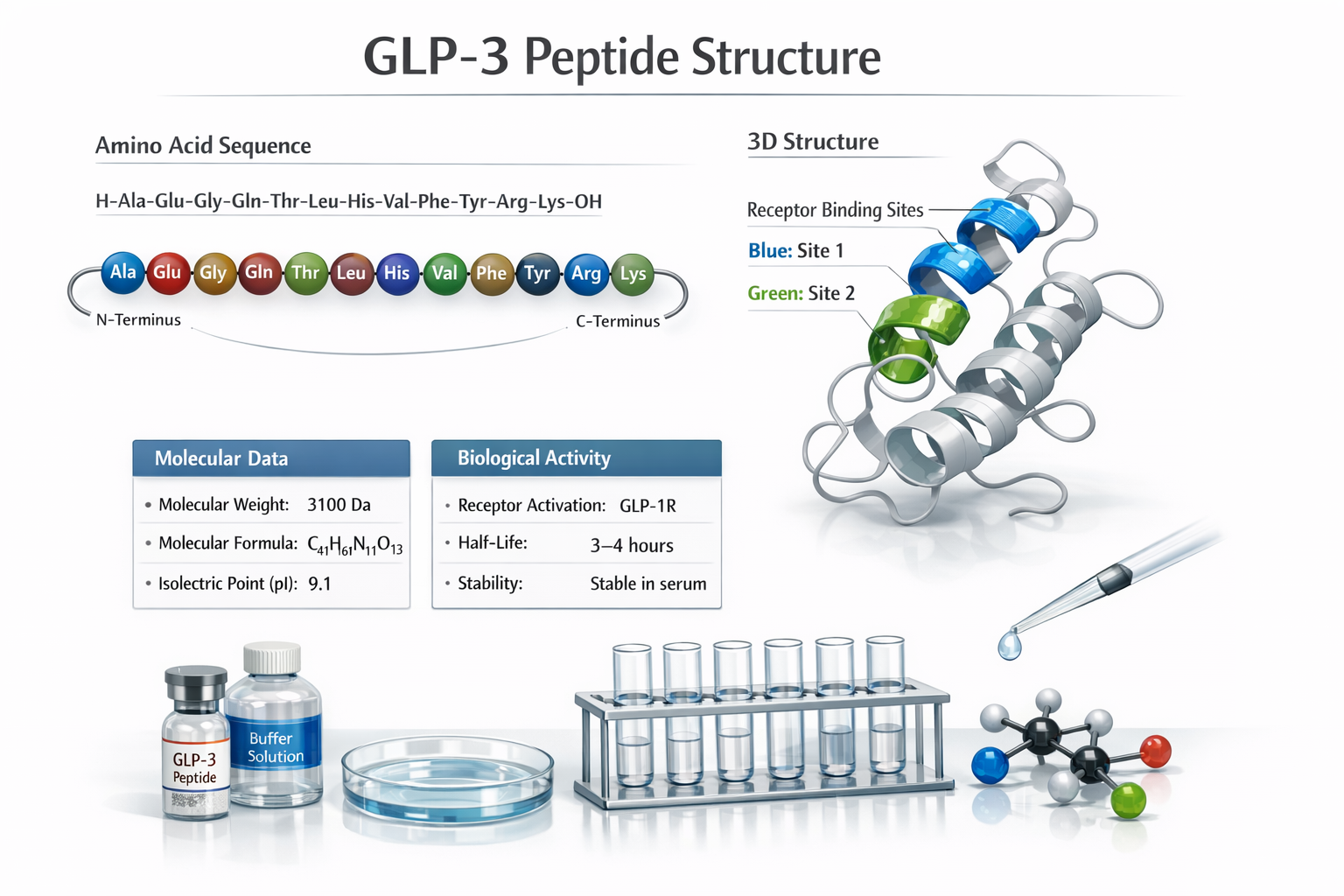 Scientific infographic showing GLP3 peptide molecular structure with amino acid sequence visualization, 3D protein folding diagram, receptor