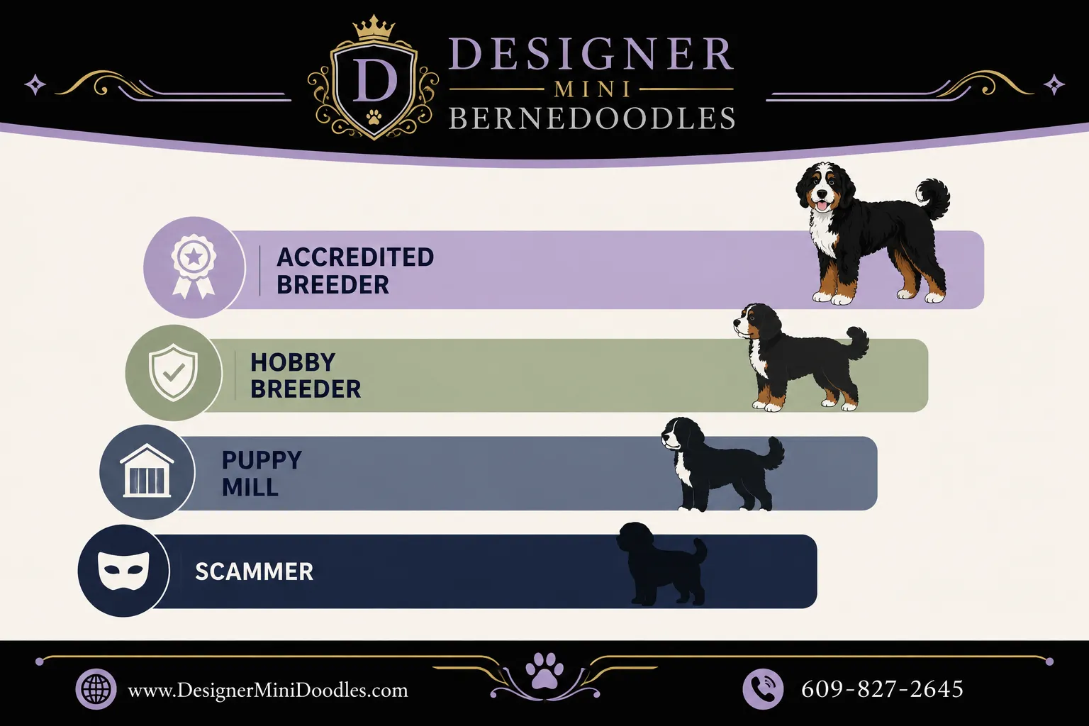 Mini Bernedoodle Price Chart