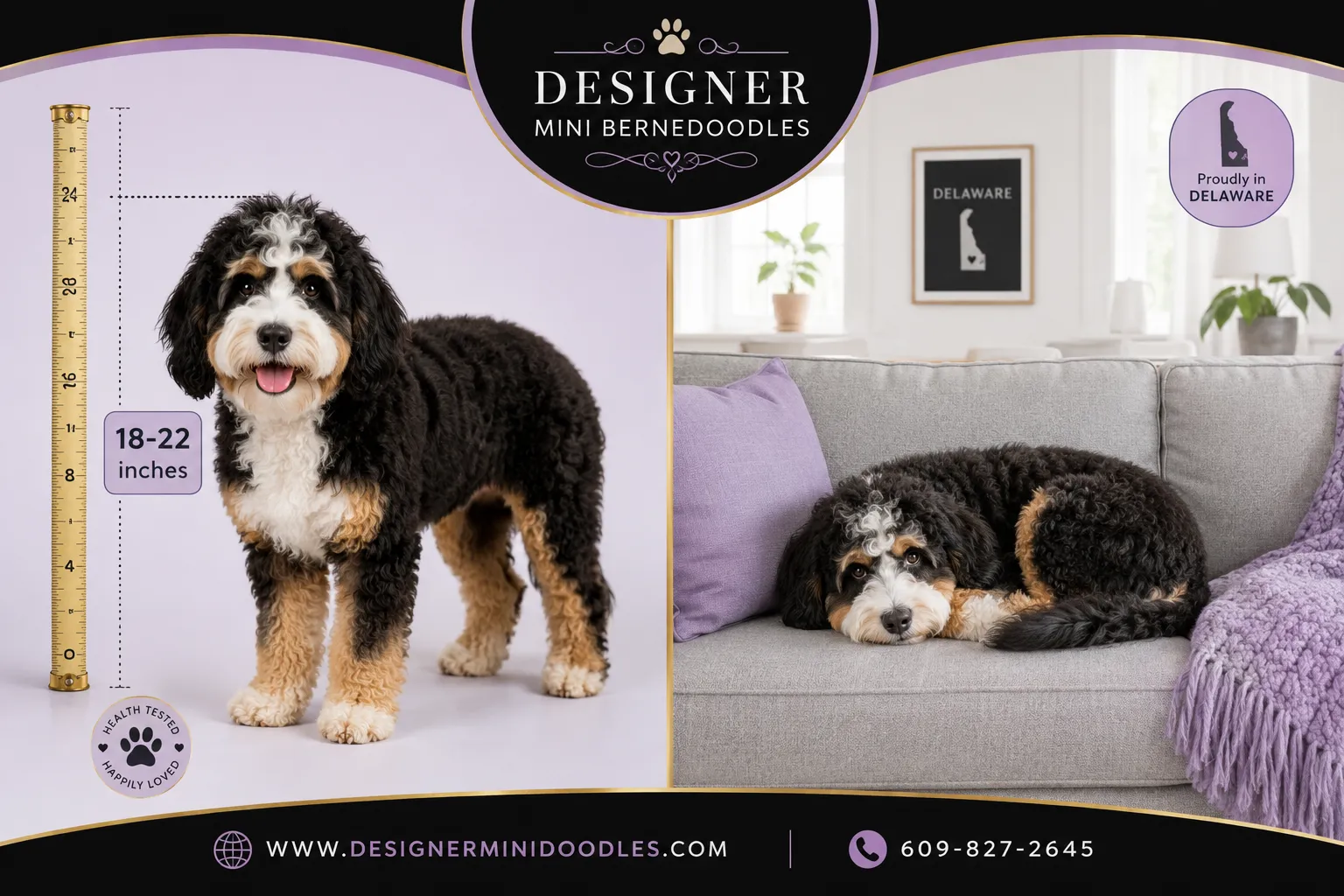 How Big Do Mini Bernedoodles Get?