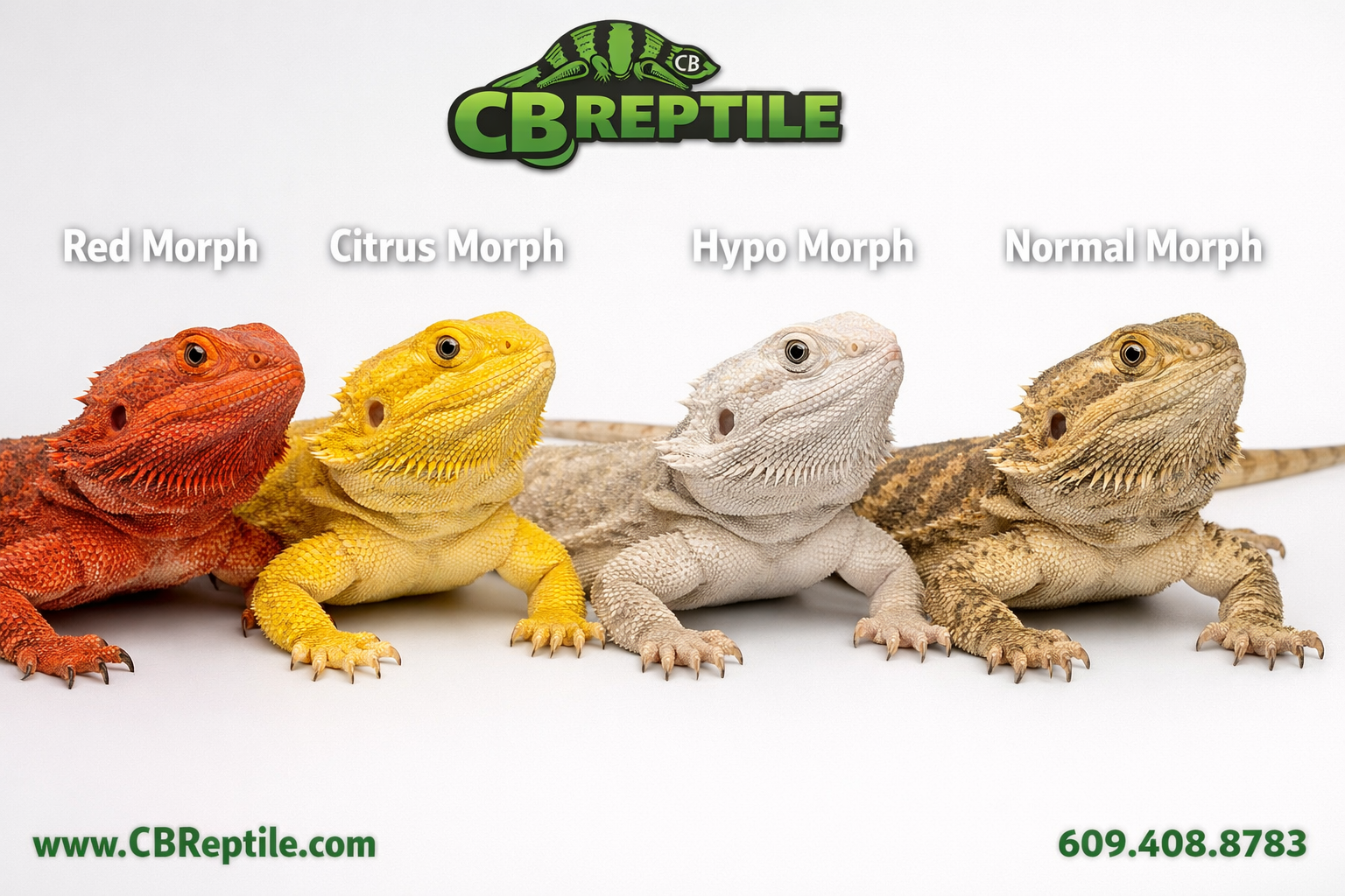 () editorial image showing a side-by-side morph comparison panel: four bearded dragons in a clean studio setting displaying