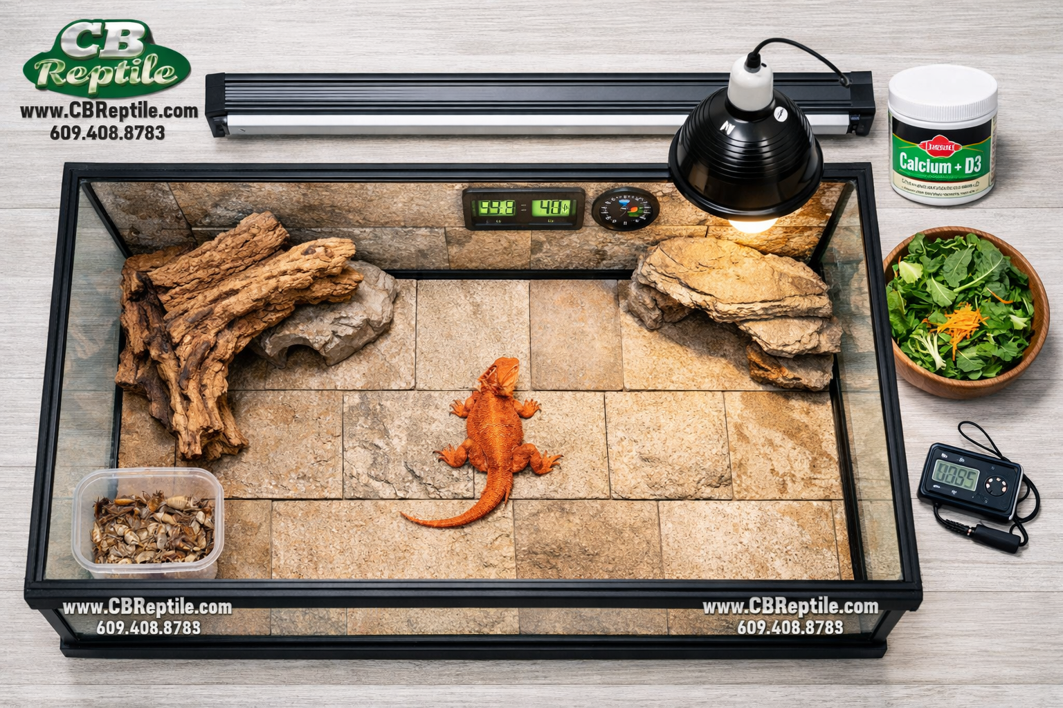 () flat-lay style image showing a complete red bearded dragon care setup from above: a 120-gallon terrarium with UVB