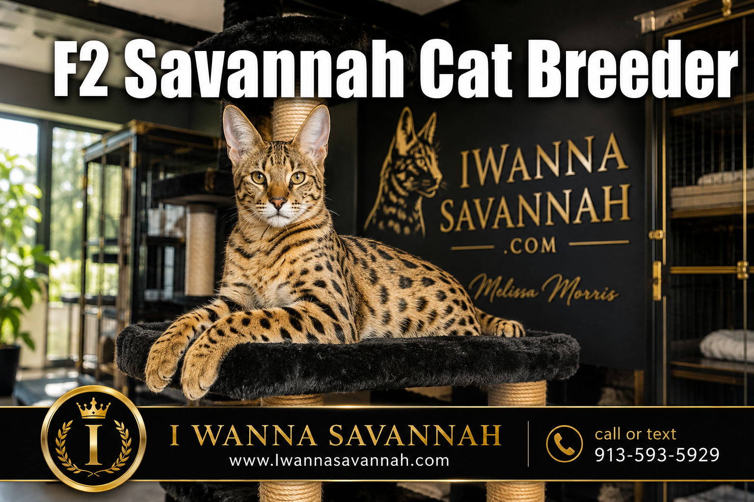 Professional () hero image with : 'F2 Savannah Cat Breeder' in extra large white with deep effect, centered upper third.