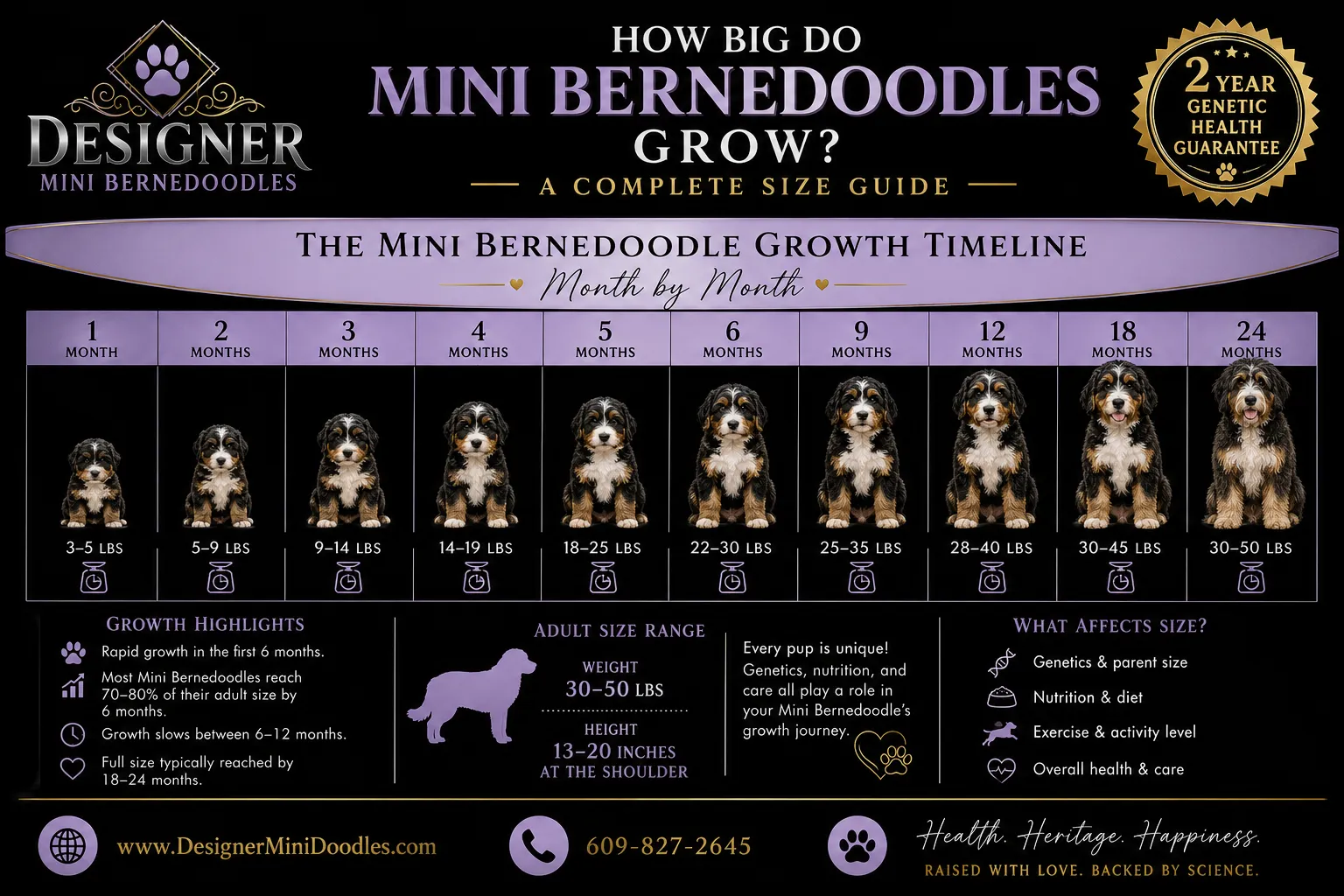 How big do mini bernedoodles grow?