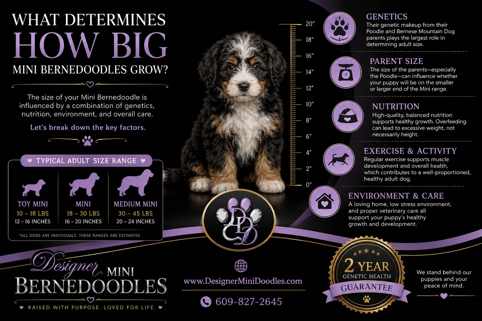 How big do mini bernedoodles grow?