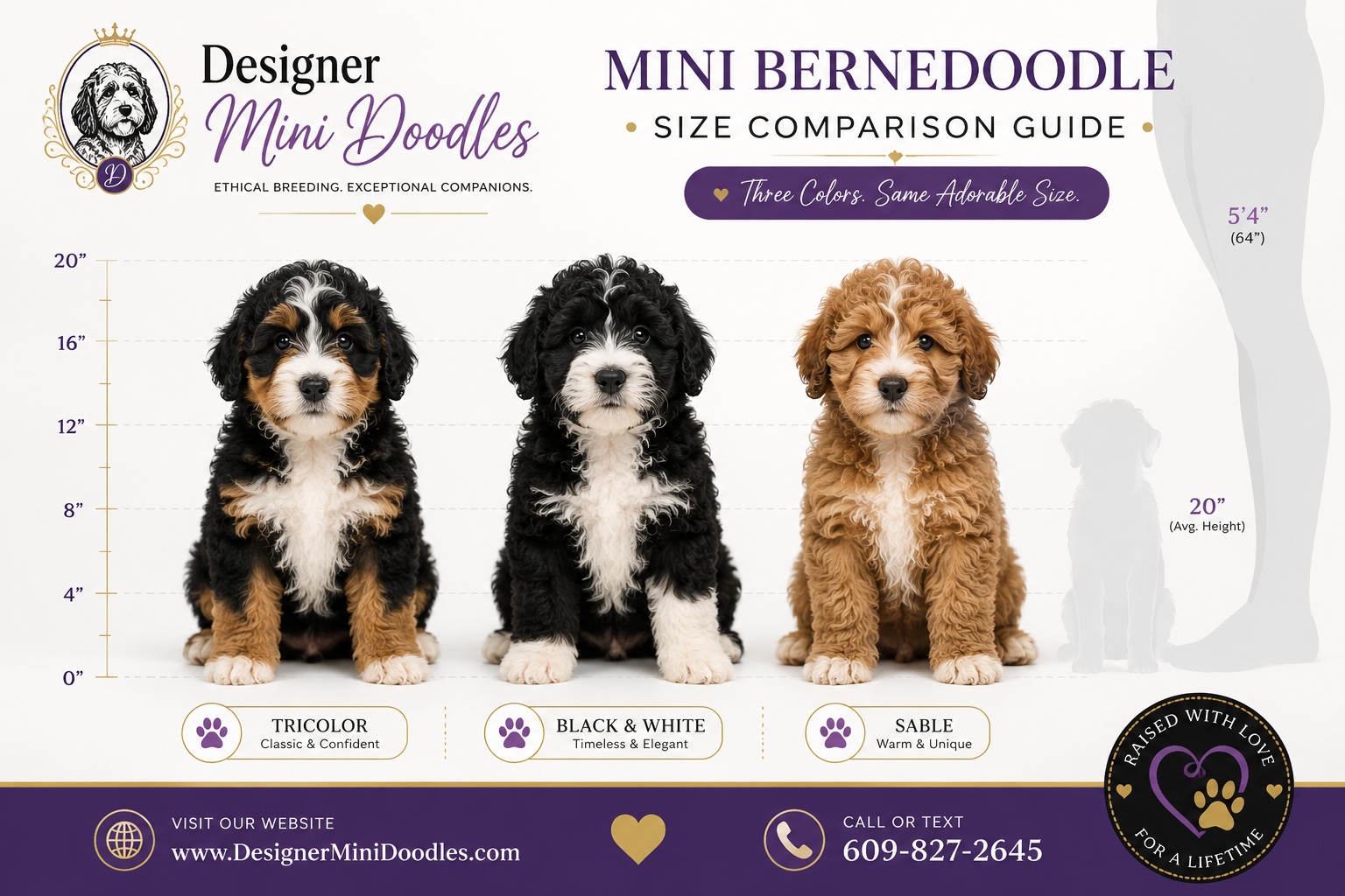 What Is a Mini Bernedoodle, and What Makes the Breed Special?