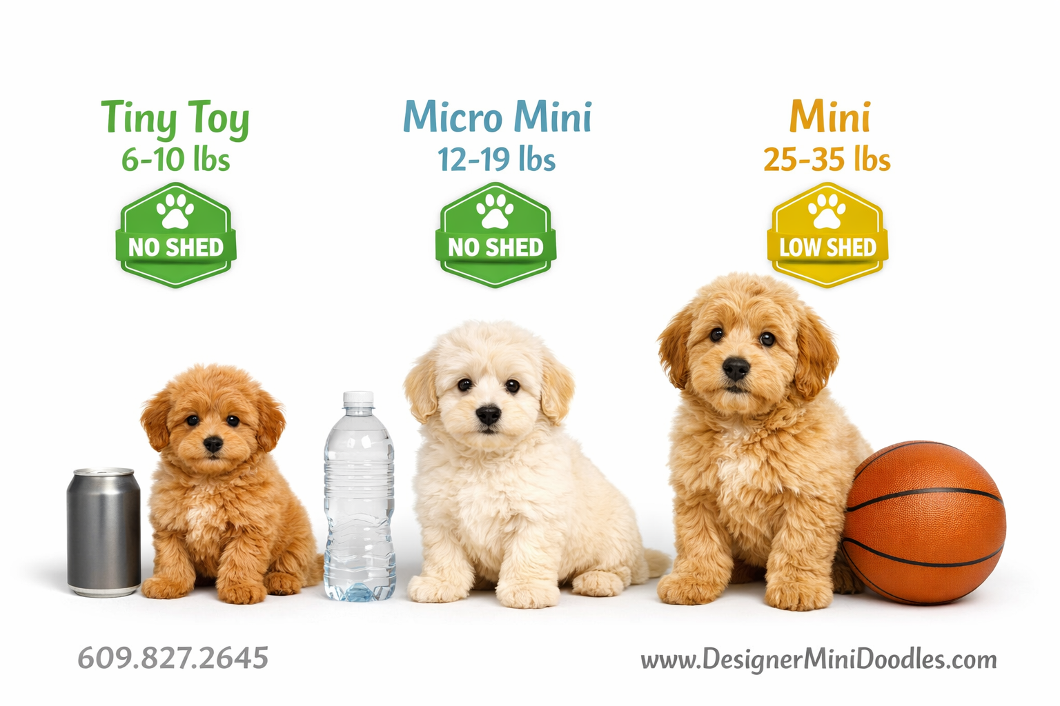 mini goldendoodle puppies Miami