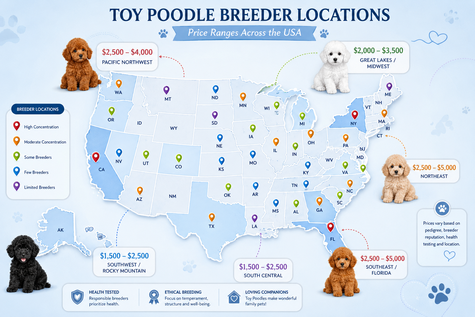 Toy Poodles for sale