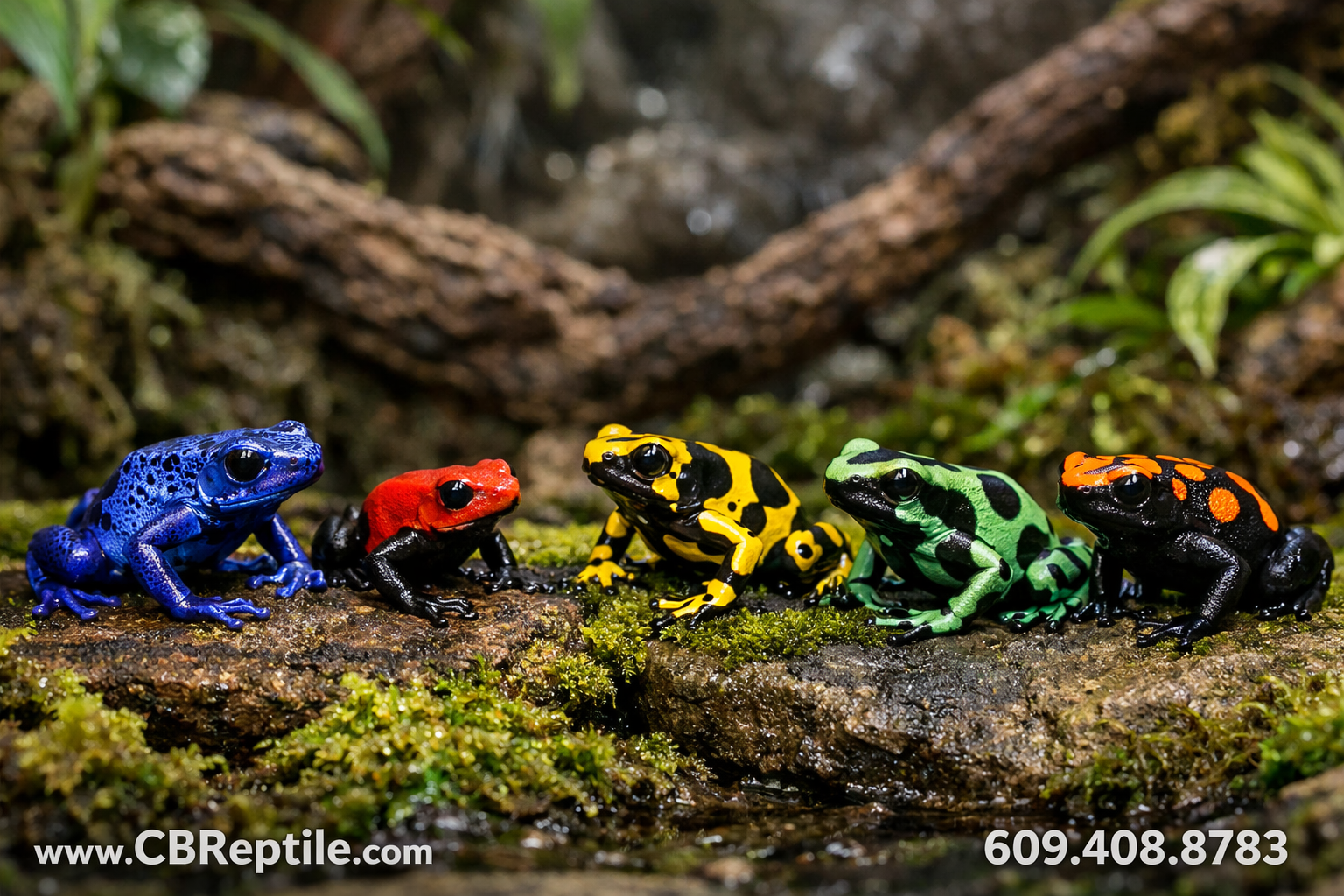 poison dart frogs for sale