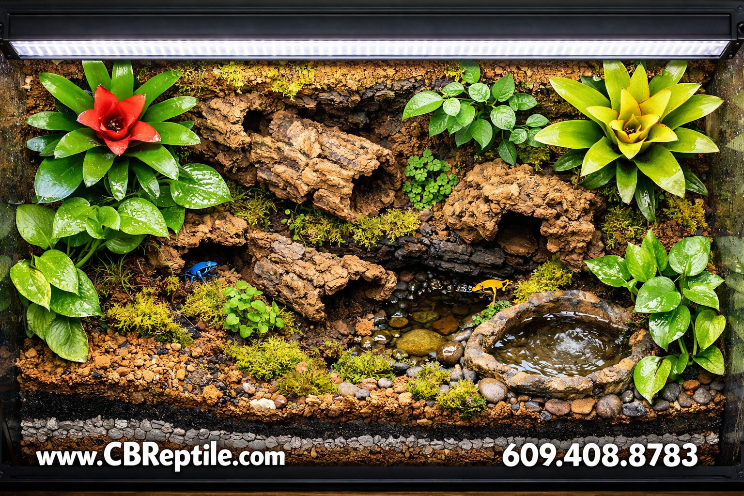 poison dart frogs for sale