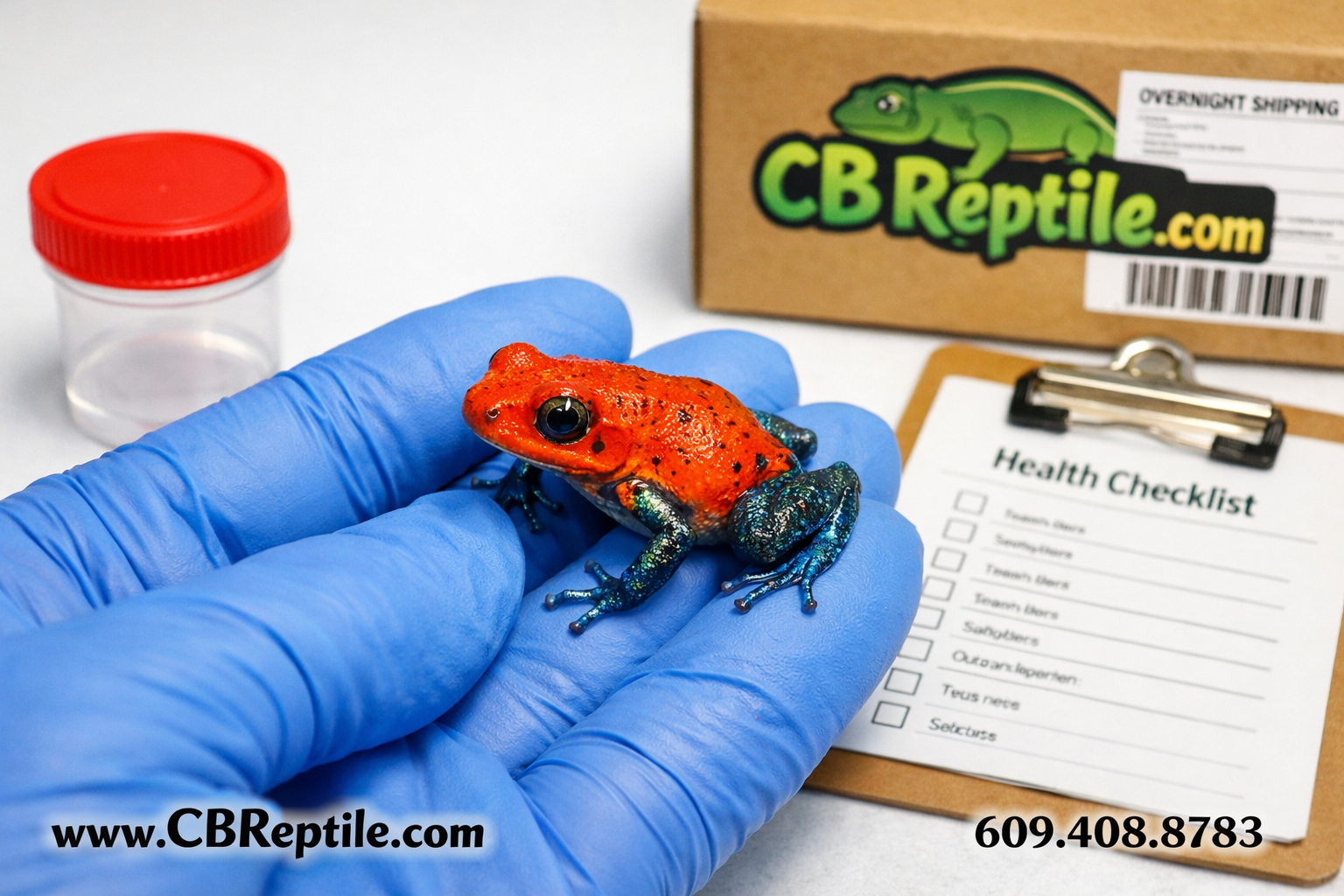 poison dart frogs for sale