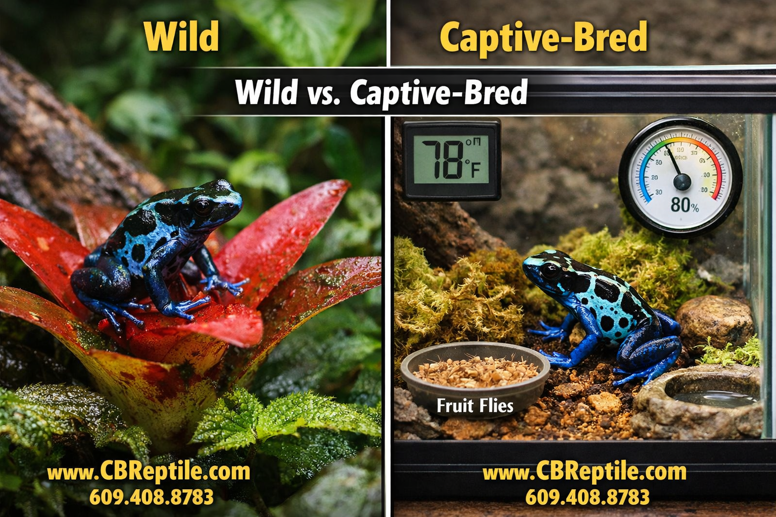 () split-panel infographic-style image: left panel shows a wild poison dart frog in Amazon rainforest on a bromeliad, right
