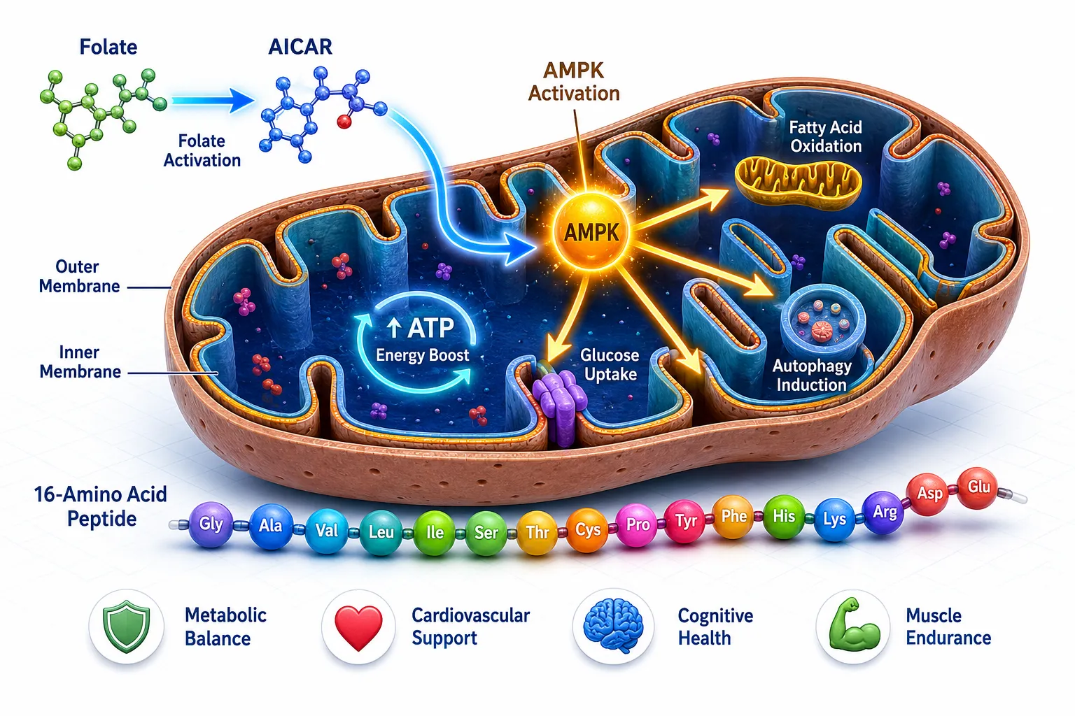 Molecular Origins and Mechanism of Action