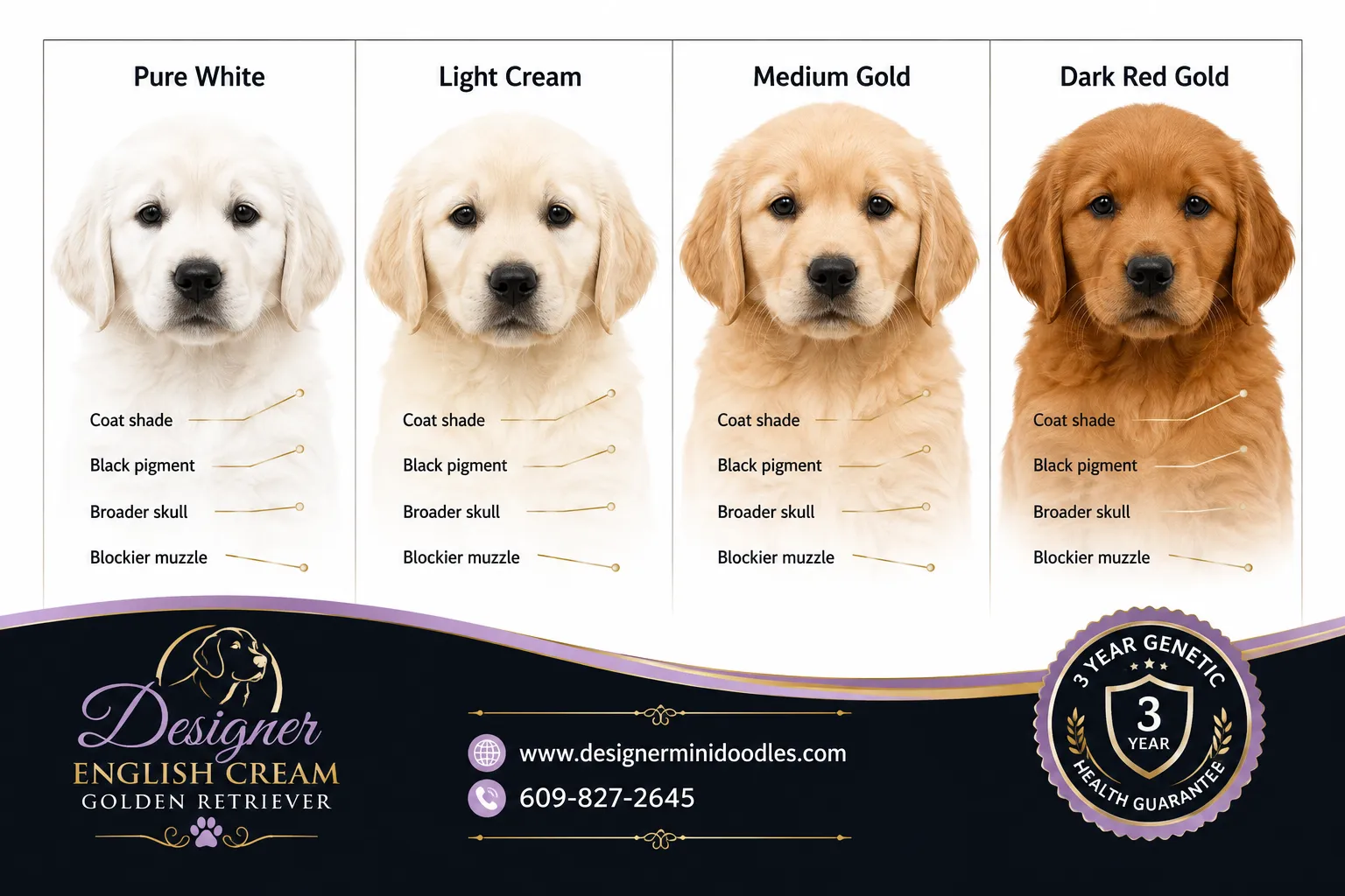 white golden retriever puppies
