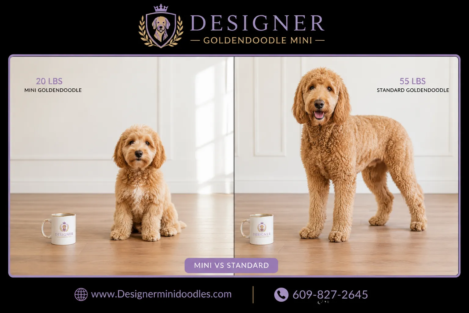 goldendoodle mini Maryland