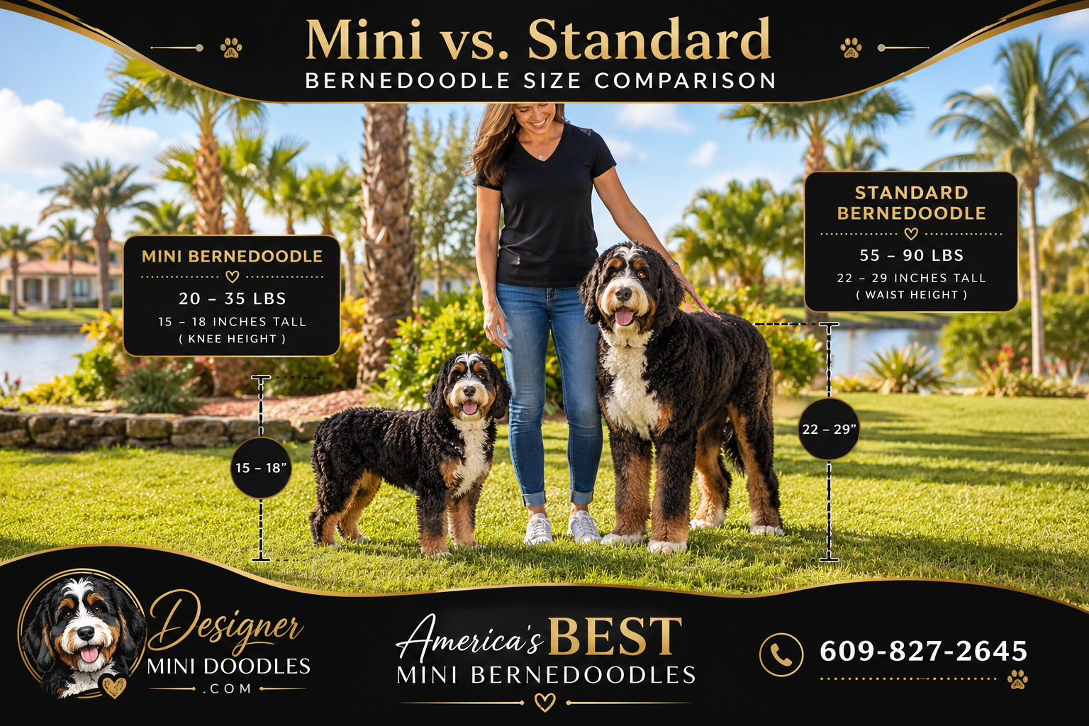 mni bernedoodle puppies in Sarasota