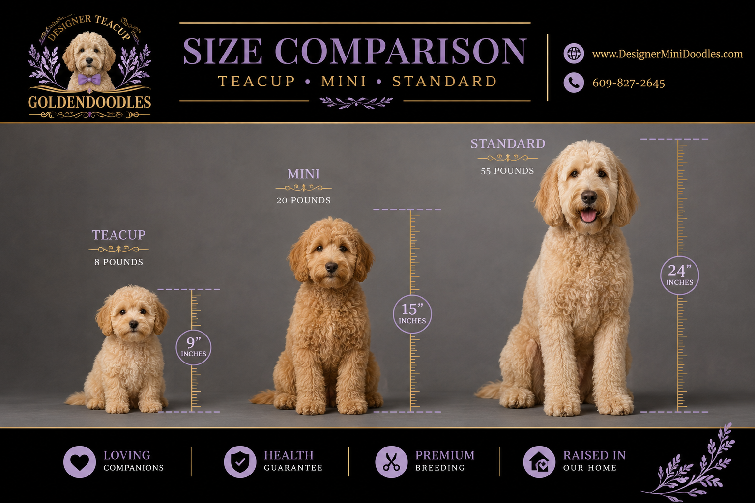 teacup goldendoodle puppies Houston