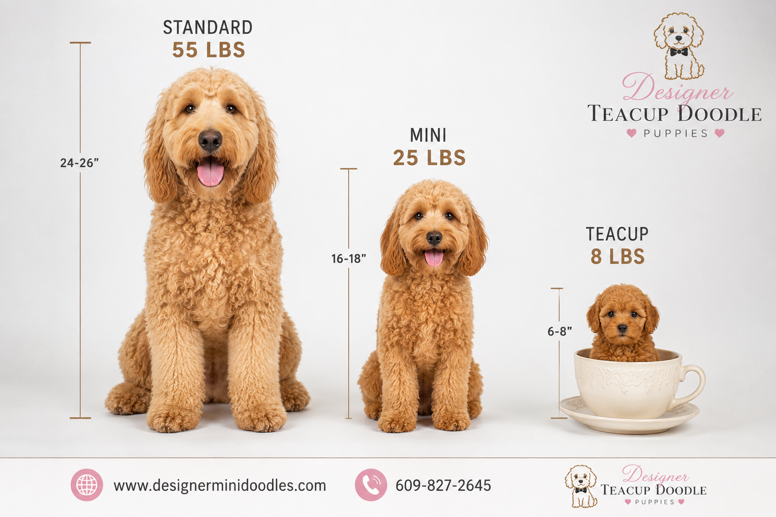 teacup goldendoodle puppies Michigan