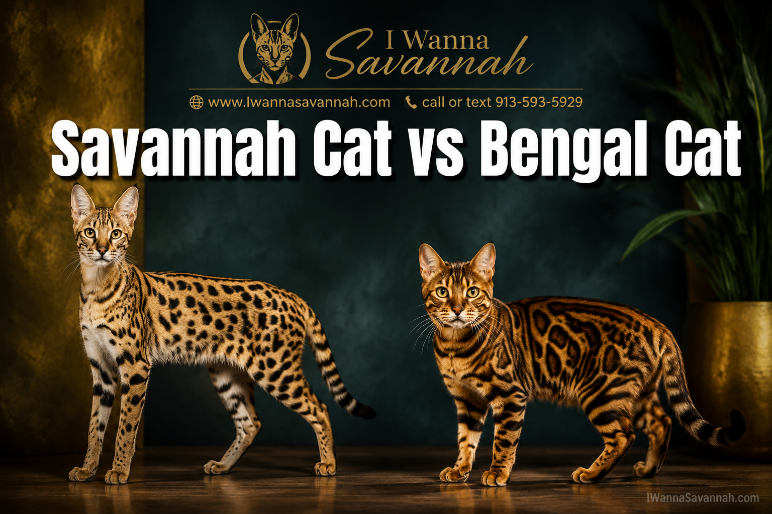 Professional () hero image with : 'Savannah Cat vs Bengal Cat' in extra large white with deep , centered upper third.