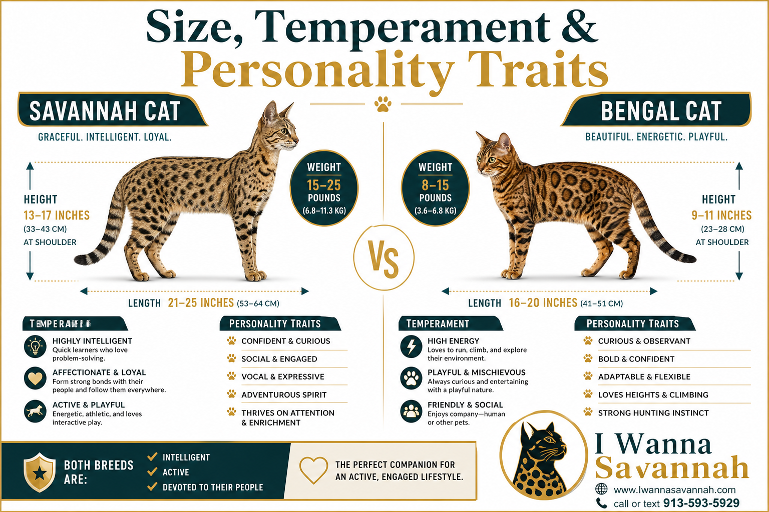 Savannah Cat vs Bengal Cat: Size, Temperament, and Personality Differences