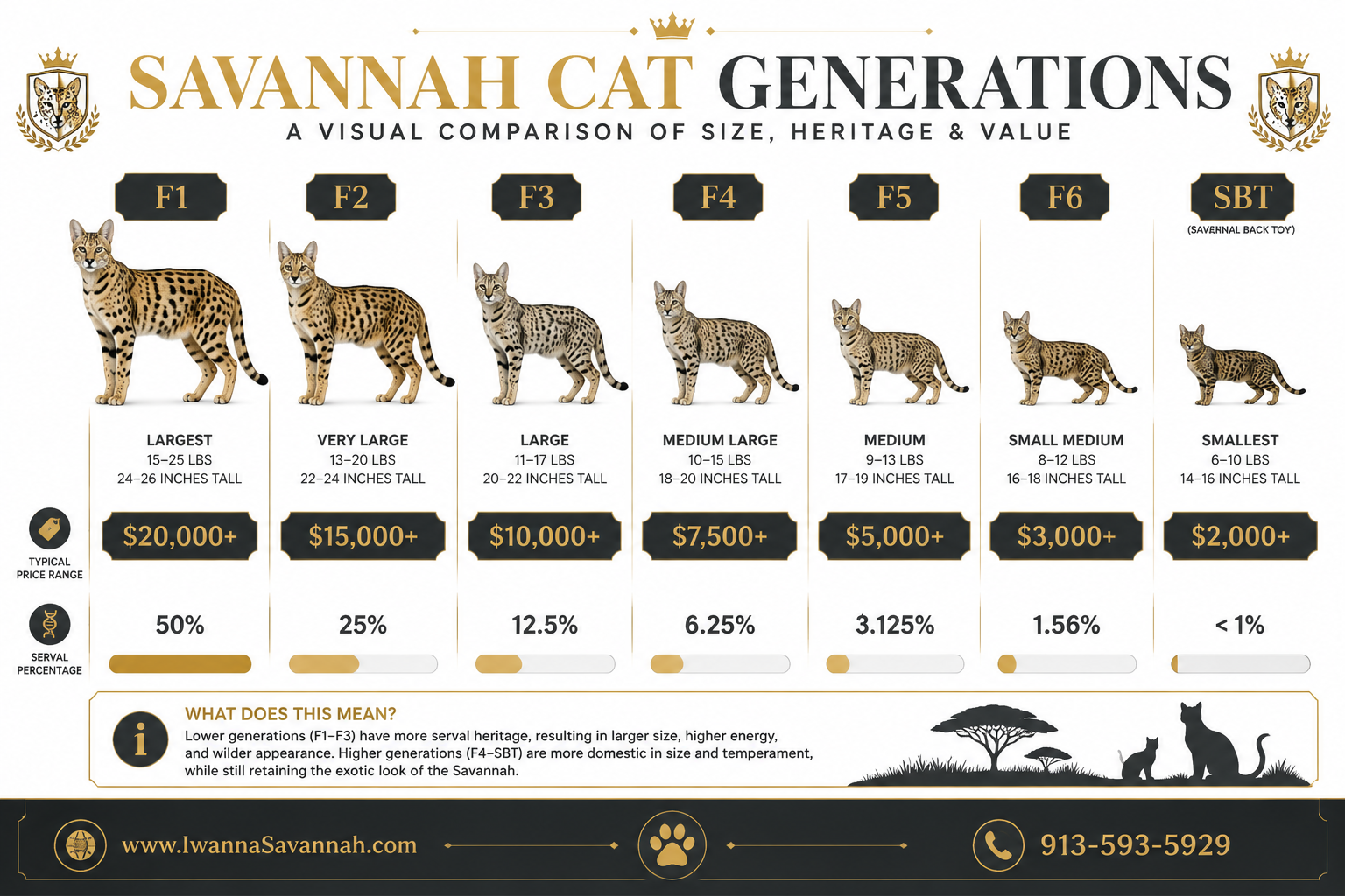 () overhead flat-lay style infographic image showing a visual comparison chart of Savannah cat generations F1 through SBT