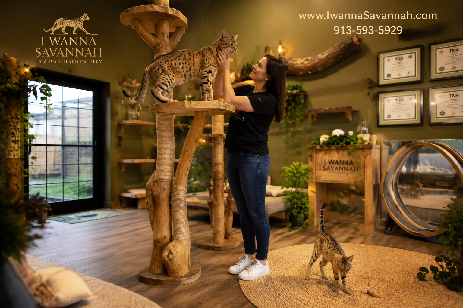 () wide-angle shot of a professional TICA-registered cattery interior showing a spacious, natural wood perches, and two